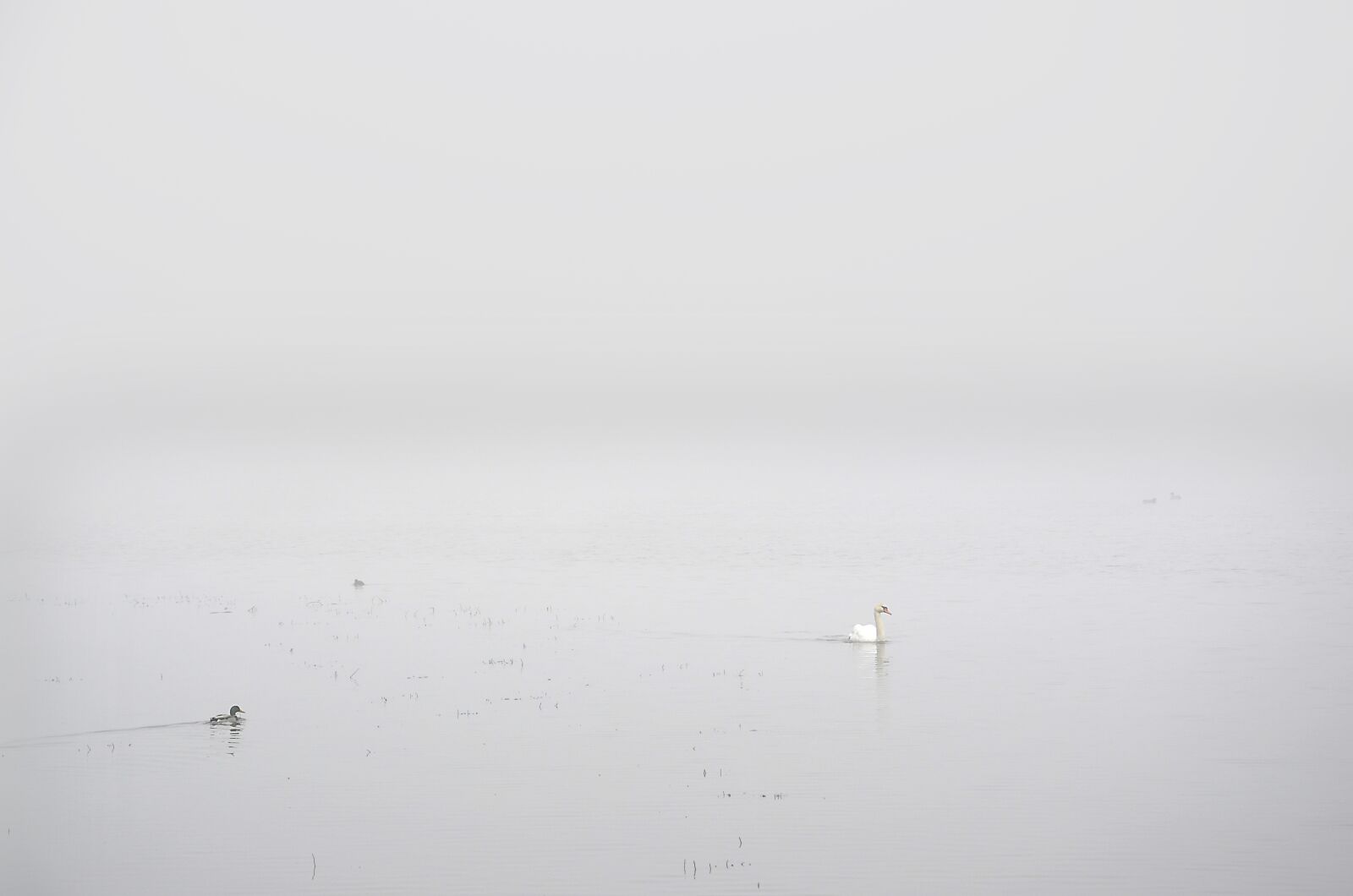 Nikon D5100 sample photo. Swan, white, fog photography