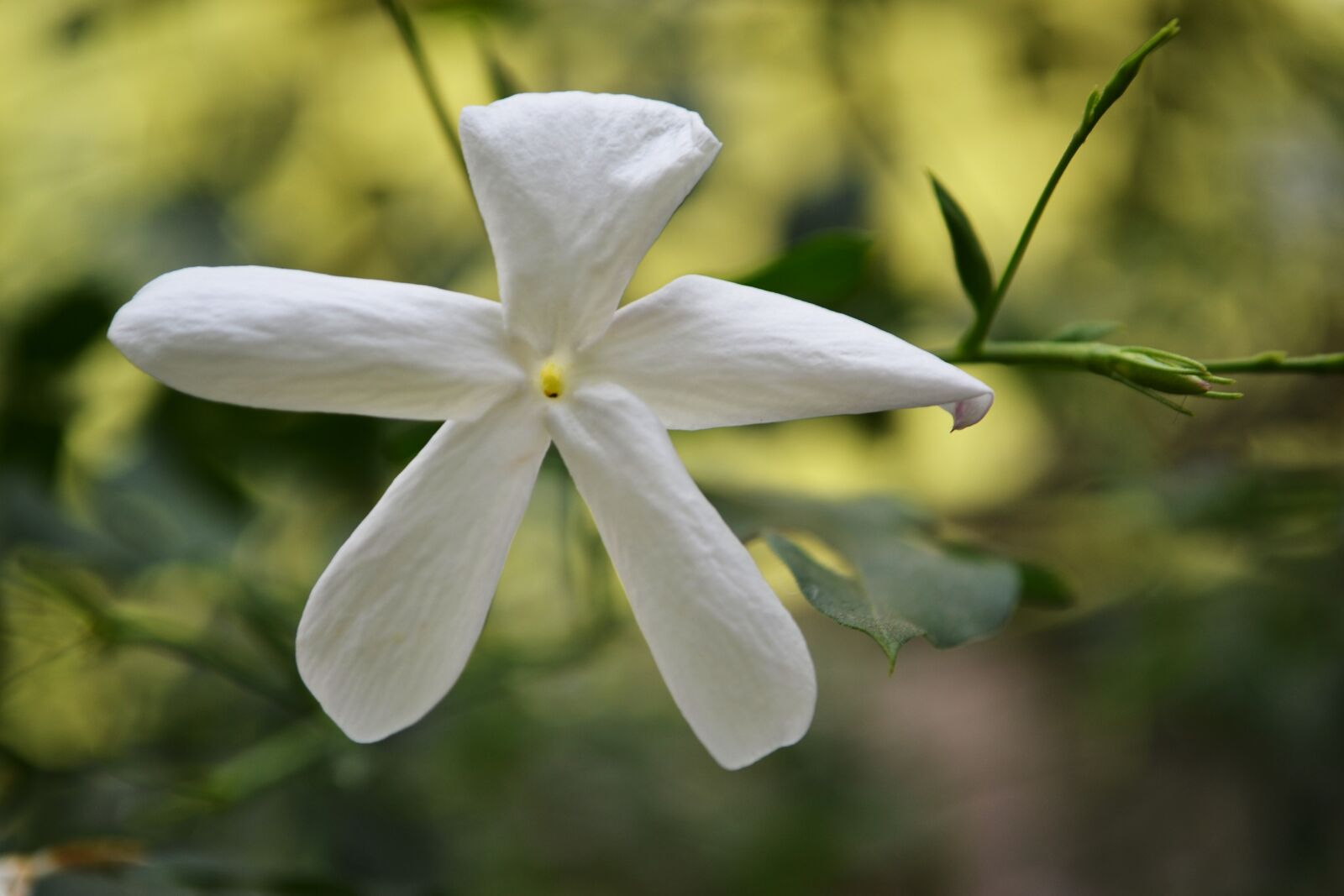 Nikon D3100 sample photo. Flower, garden, green, leaf photography