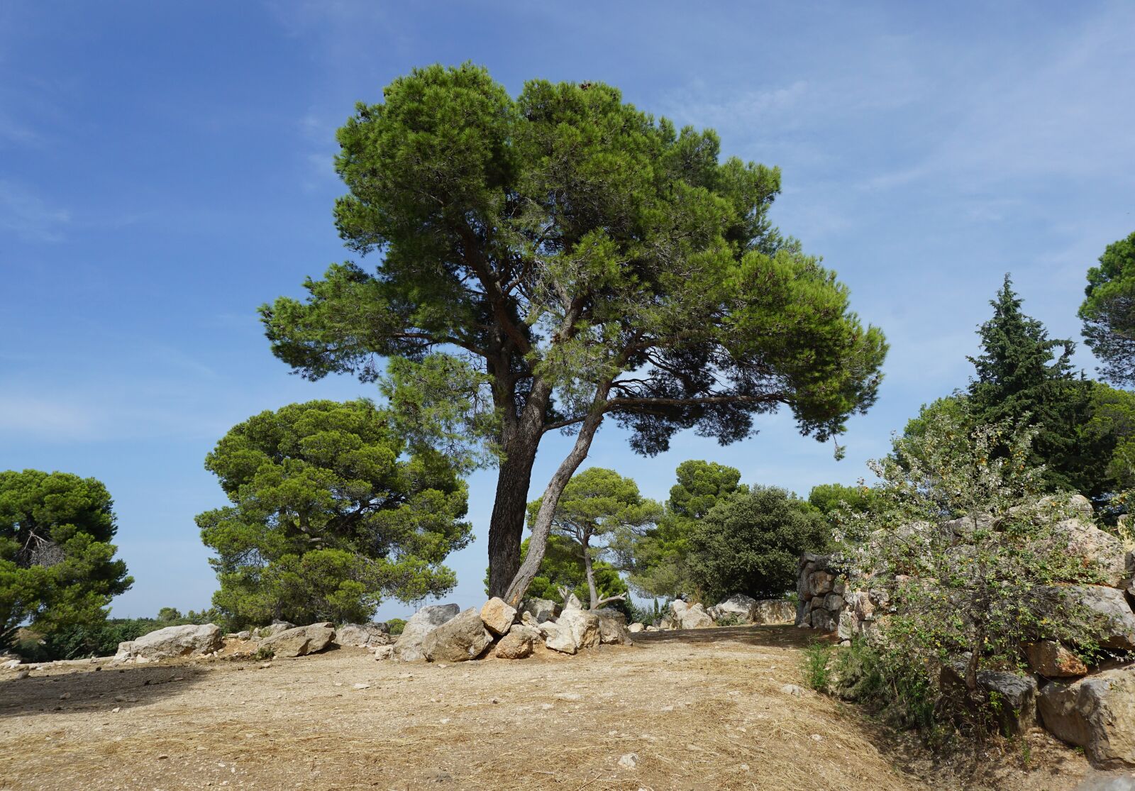 Sony a5100 sample photo. Tree, pine, mediterranean photography