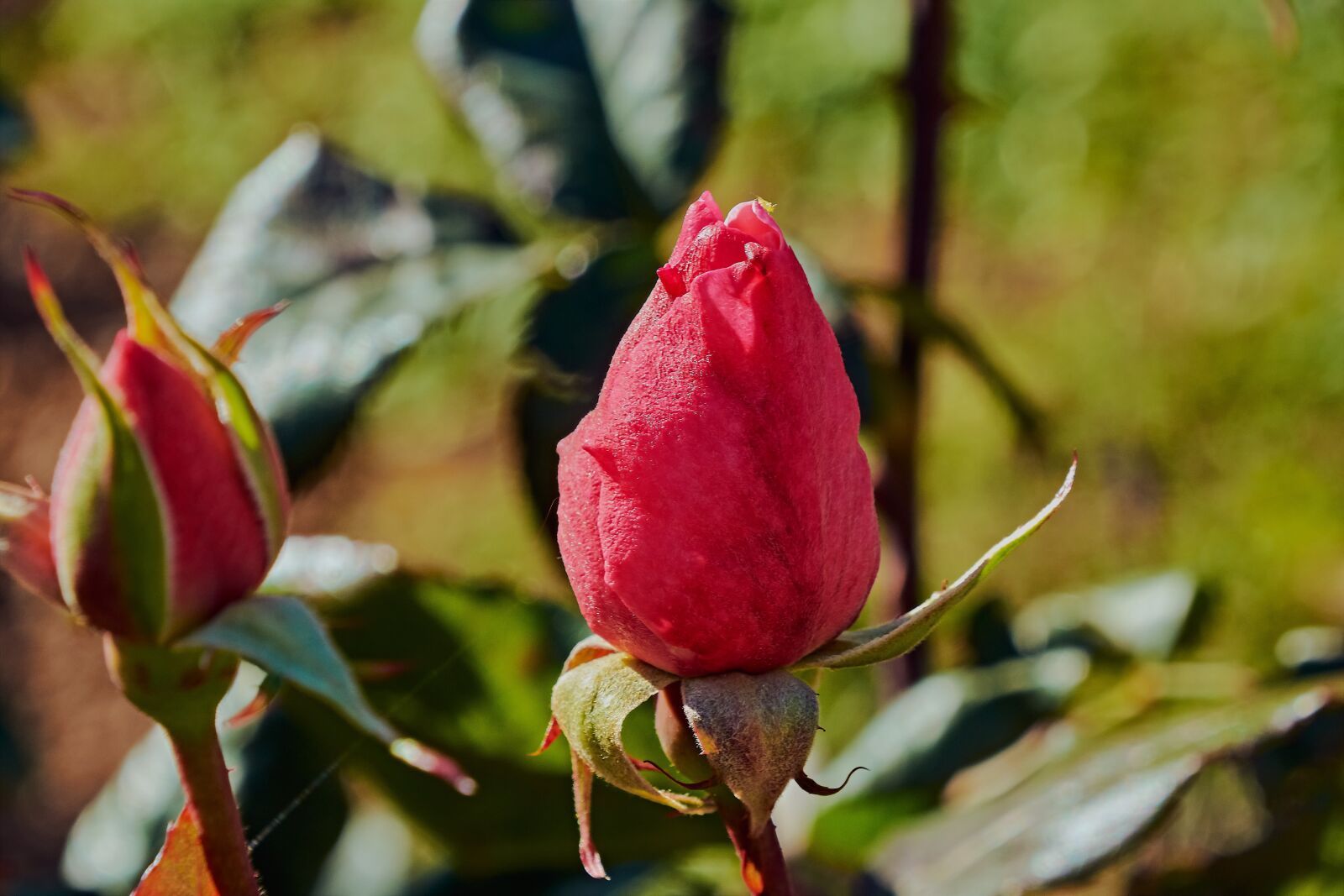 Nikon D7200 sample photo. Red rose, petals, cocoon photography
