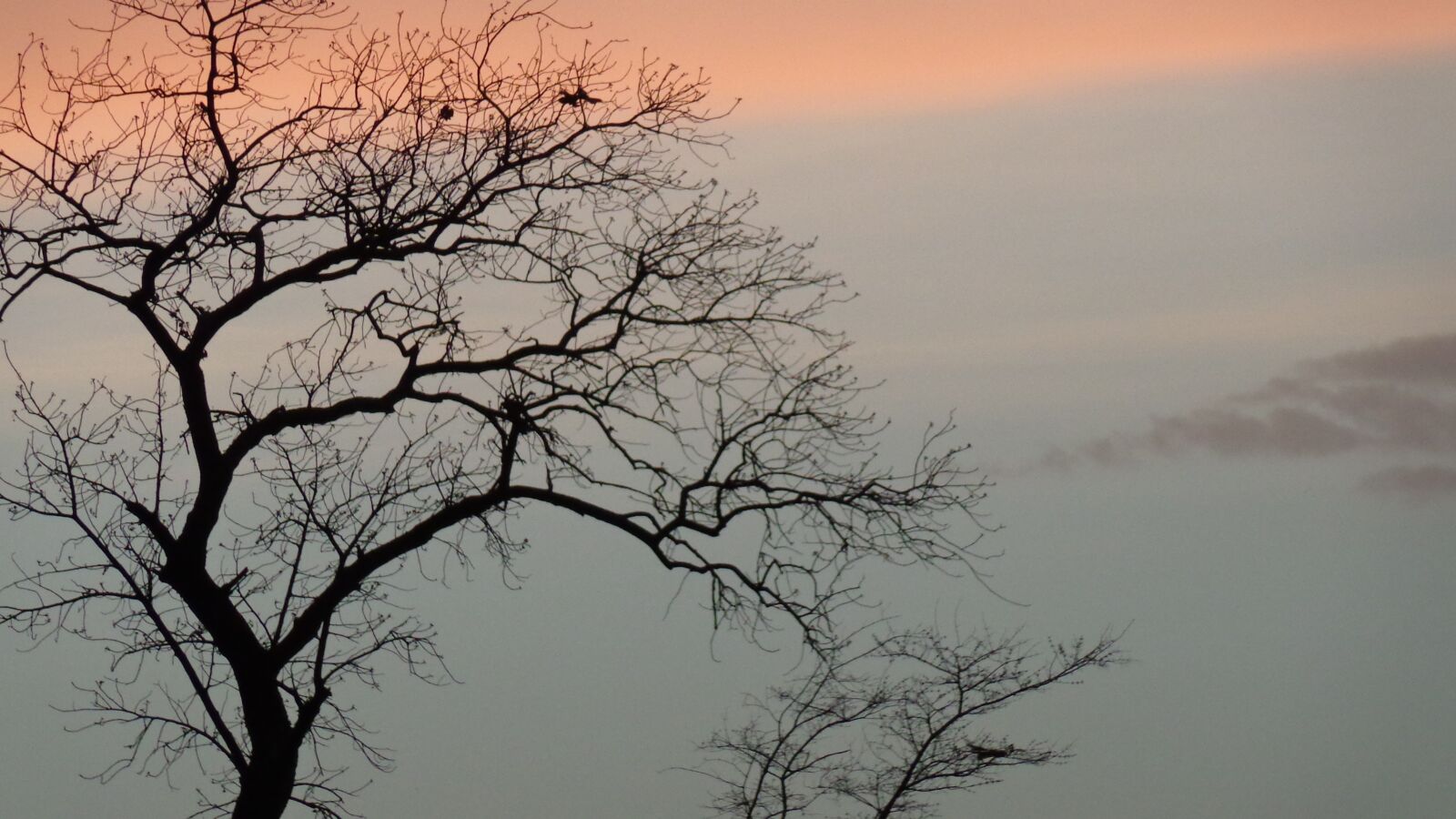 Sony Cyber-shot DSC-H90 sample photo. Trees, evening, sky photography