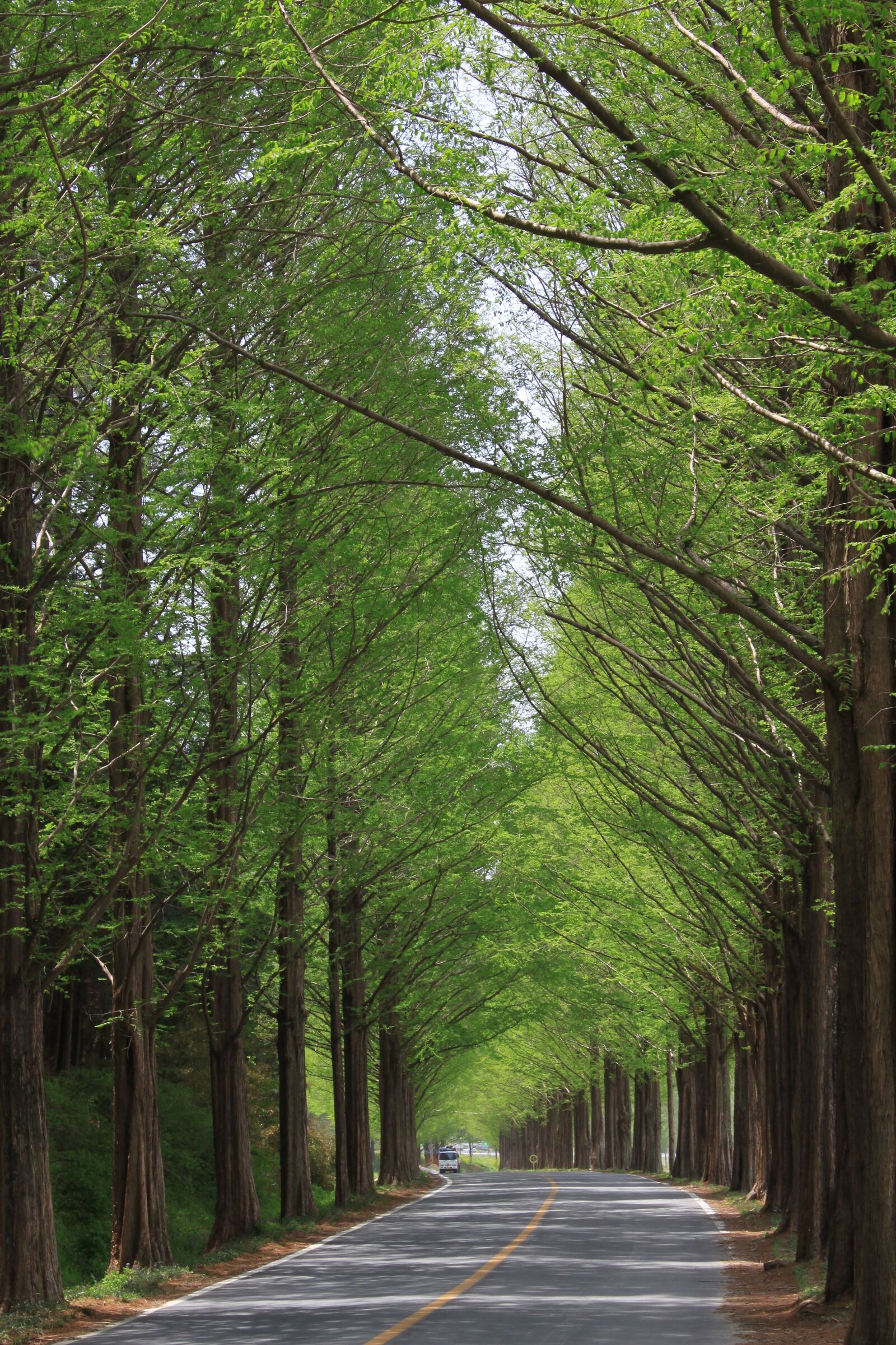 Canon EOS 500D (EOS Rebel T1i / EOS Kiss X3) sample photo. Nature, wood, leaf photography