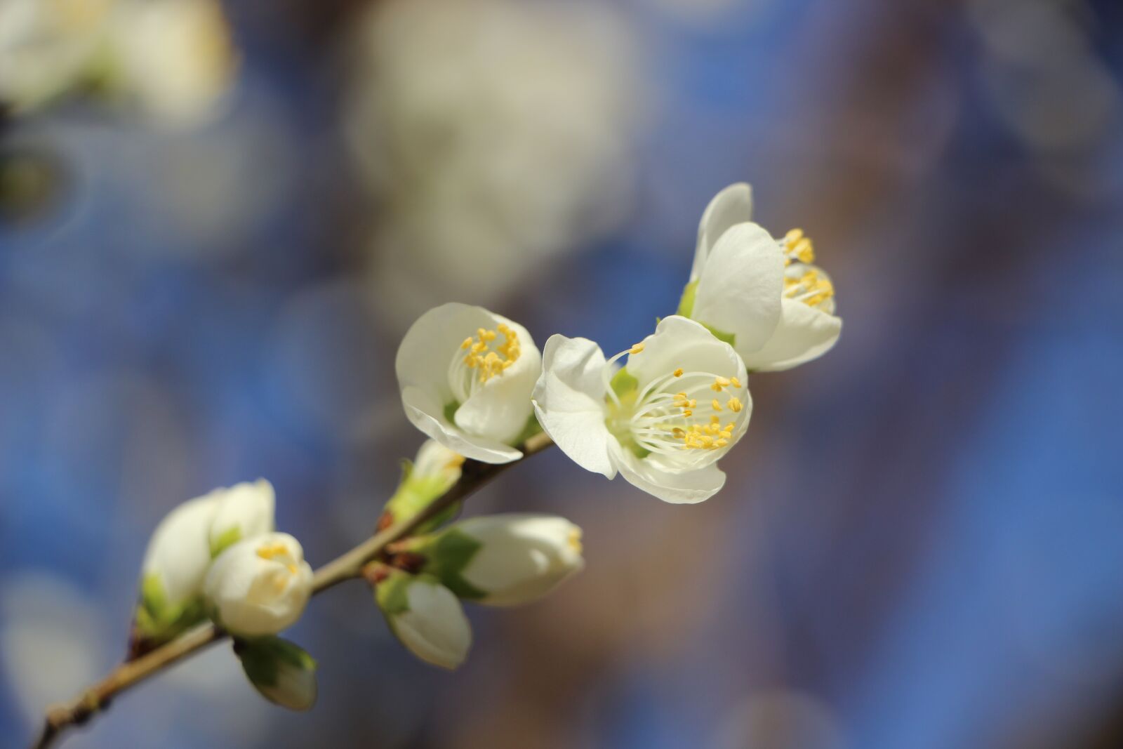 Canon EOS 600D (Rebel EOS T3i / EOS Kiss X5) + Canon EF-S 18-135mm F3.5-5.6 IS STM sample photo. Flower, blossom, spring photography