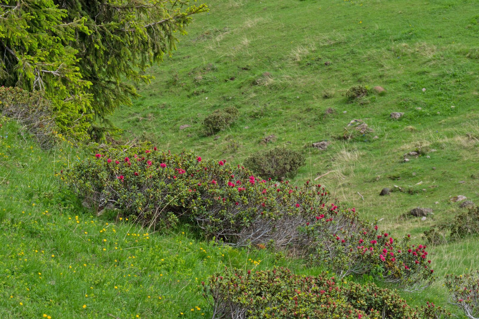 Panasonic Lumix DC-G9 sample photo. Alprose, alpine flora, almrose photography