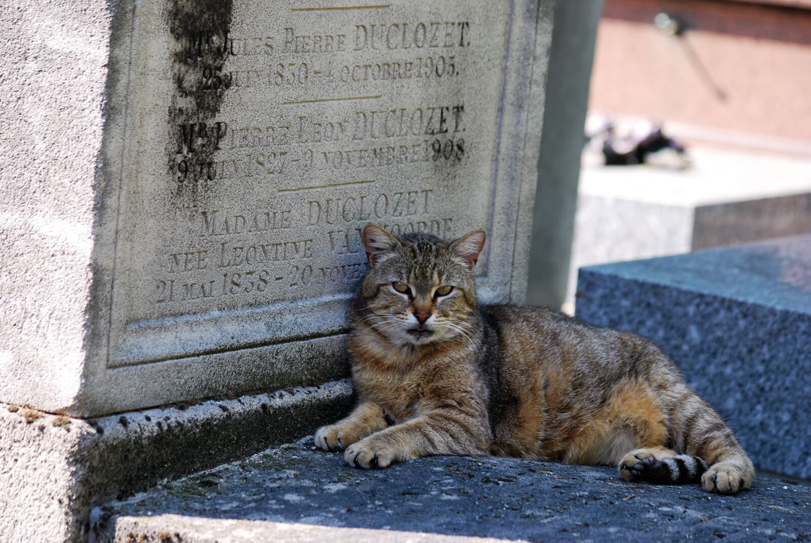 Nikon D60 sample photo. Cat, animal, psychiatric photography