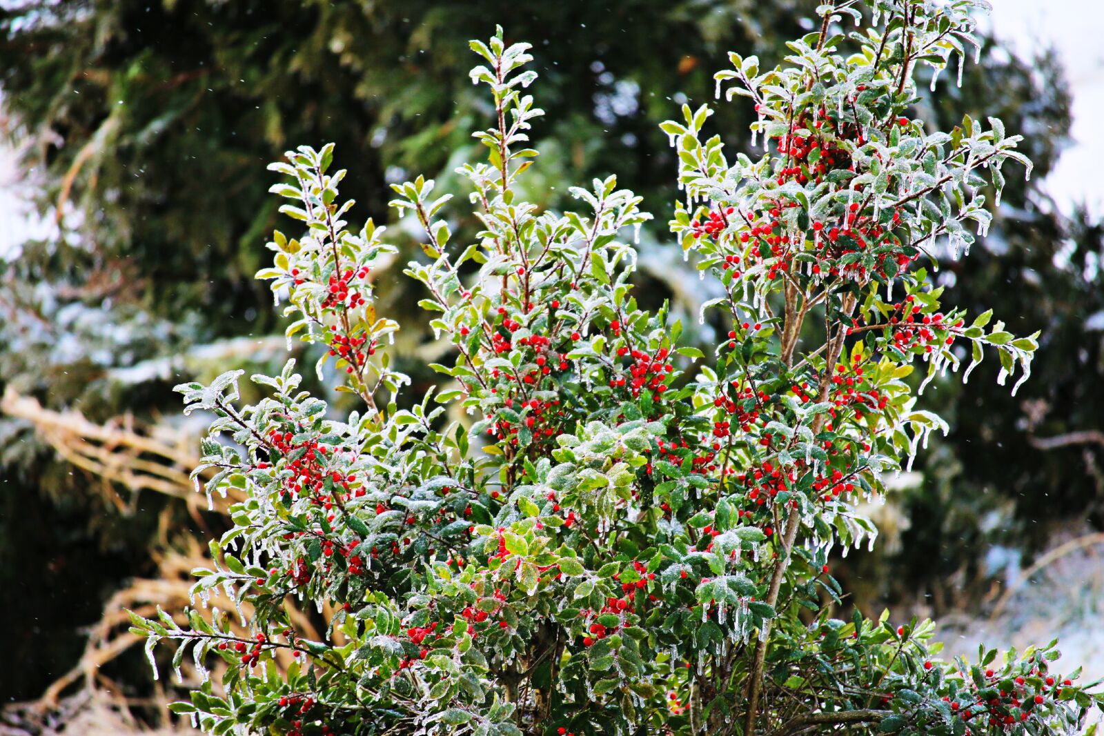 Canon EOS 70D + Canon EF-S 55-250mm F4-5.6 IS STM sample photo. Nature, winter, holly photography