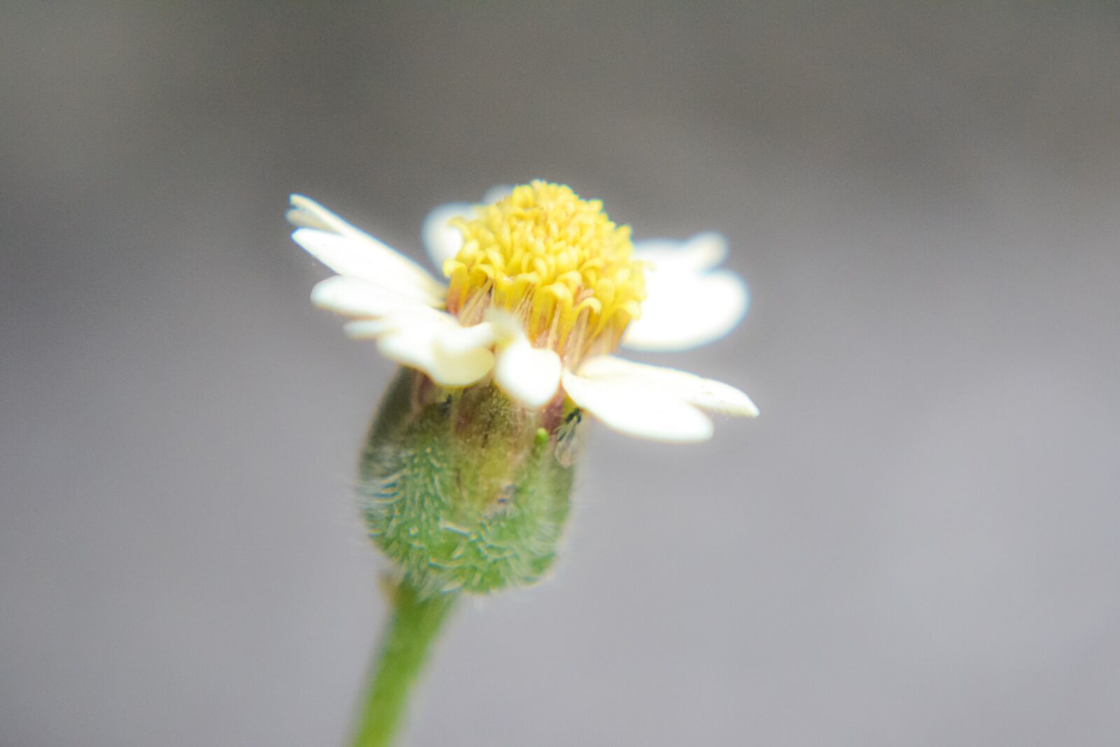 Nikon D3100 sample photo. Macro, sunlight, flower garden photography