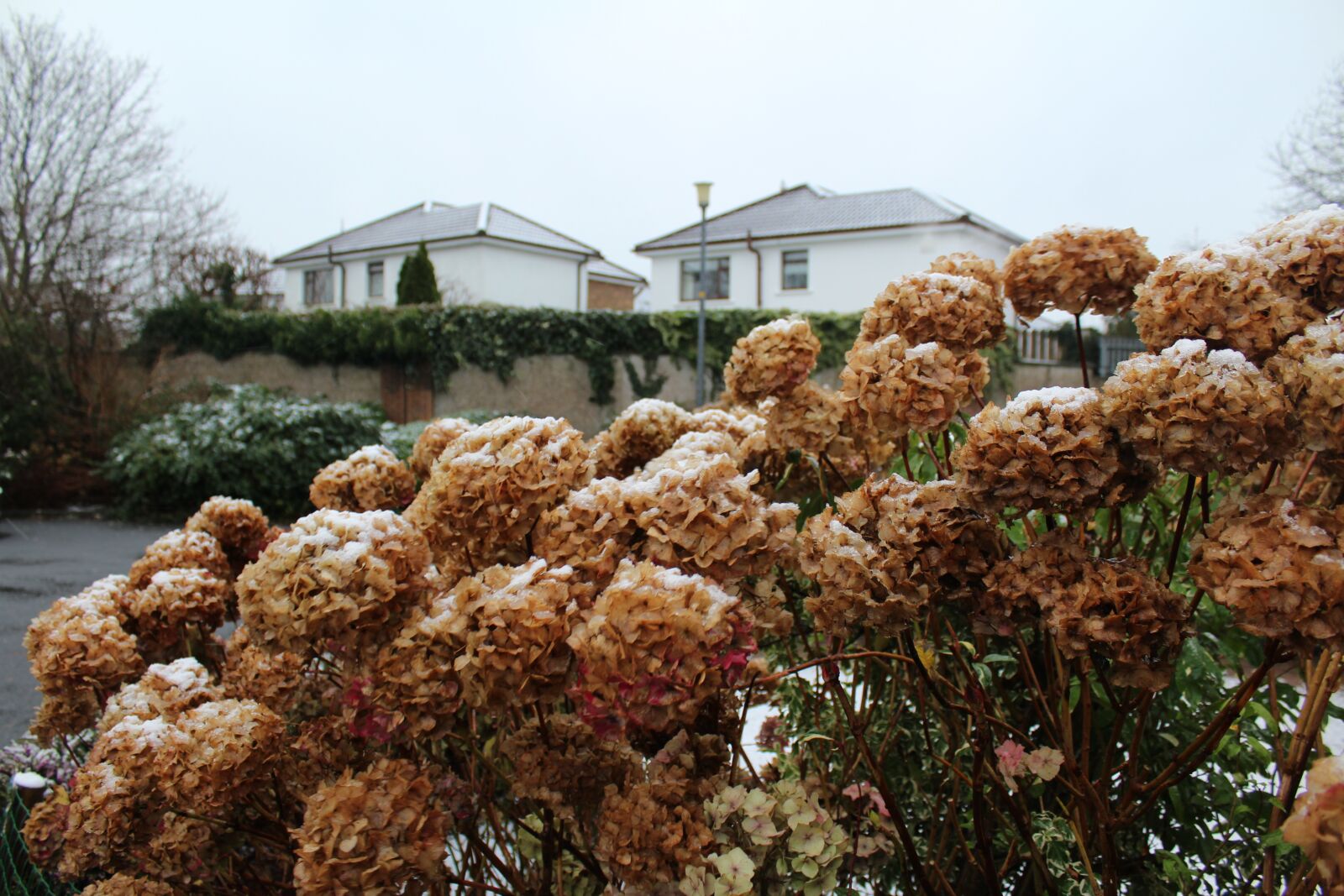 Canon EOS 1200D (EOS Rebel T5 / EOS Kiss X70 / EOS Hi) sample photo. Plants, outdoor, winter photography