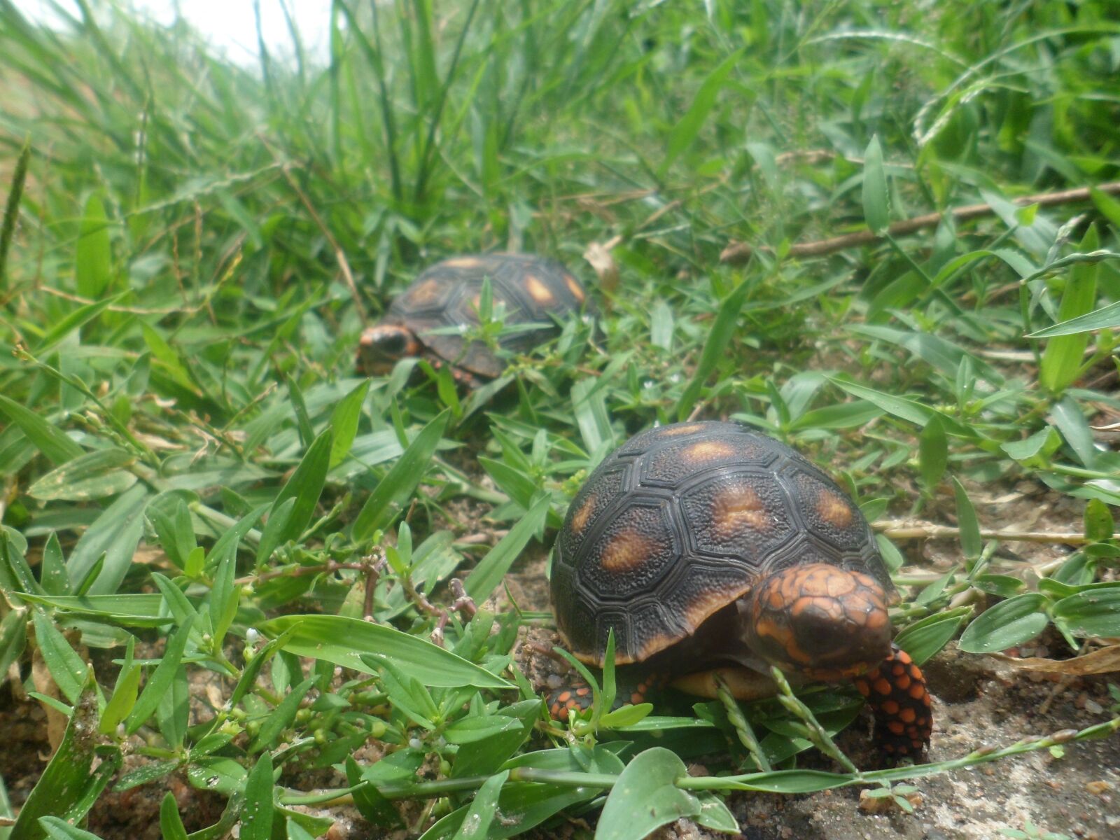 Samsung PL120,PL121 / VLUU PL120,PL121 sample photo. Reptile, fauna, field photography