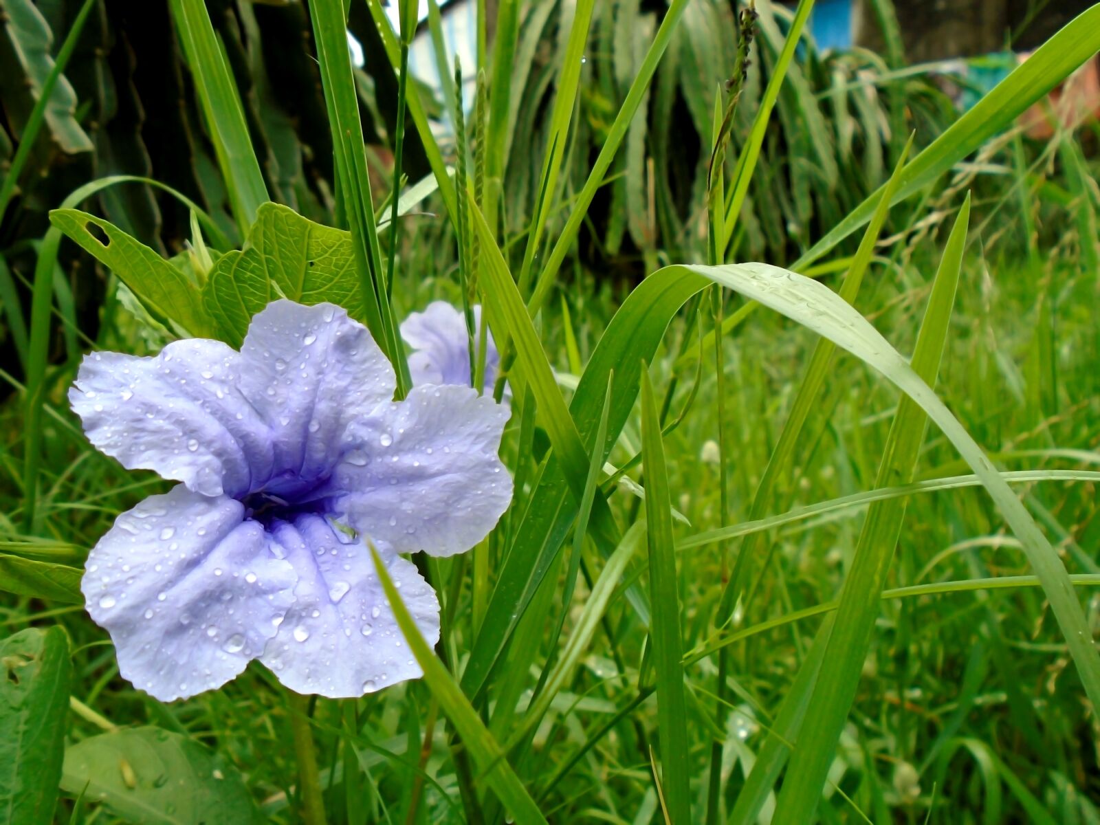 Sony Cyber-shot DSC-W800 sample photo. Flower, leaf, natural photography