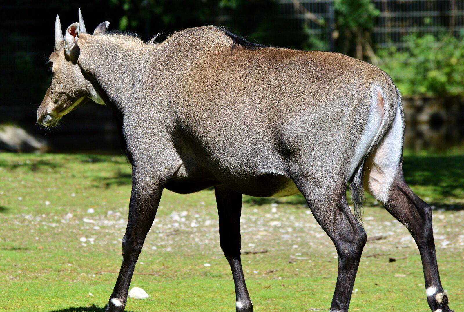 Nikon D3200 sample photo. Nilgun antelope, antelope, antelope photography