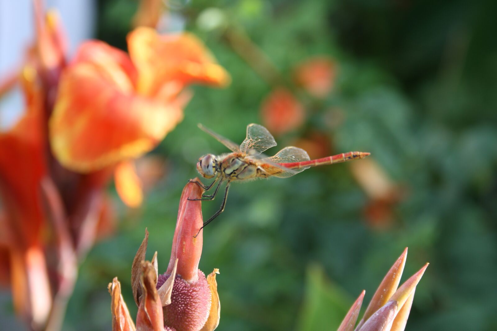 Canon EOS 1000D (EOS Digital Rebel XS / EOS Kiss F) sample photo. Dragonfly, flower, insect photography