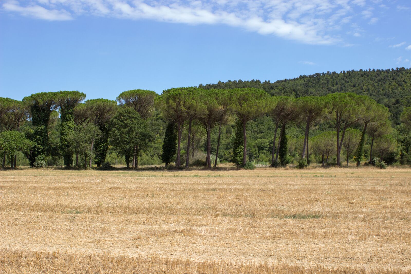 Canon EOS 600D (Rebel EOS T3i / EOS Kiss X5) sample photo. Tuscany, querceto, landscape photography