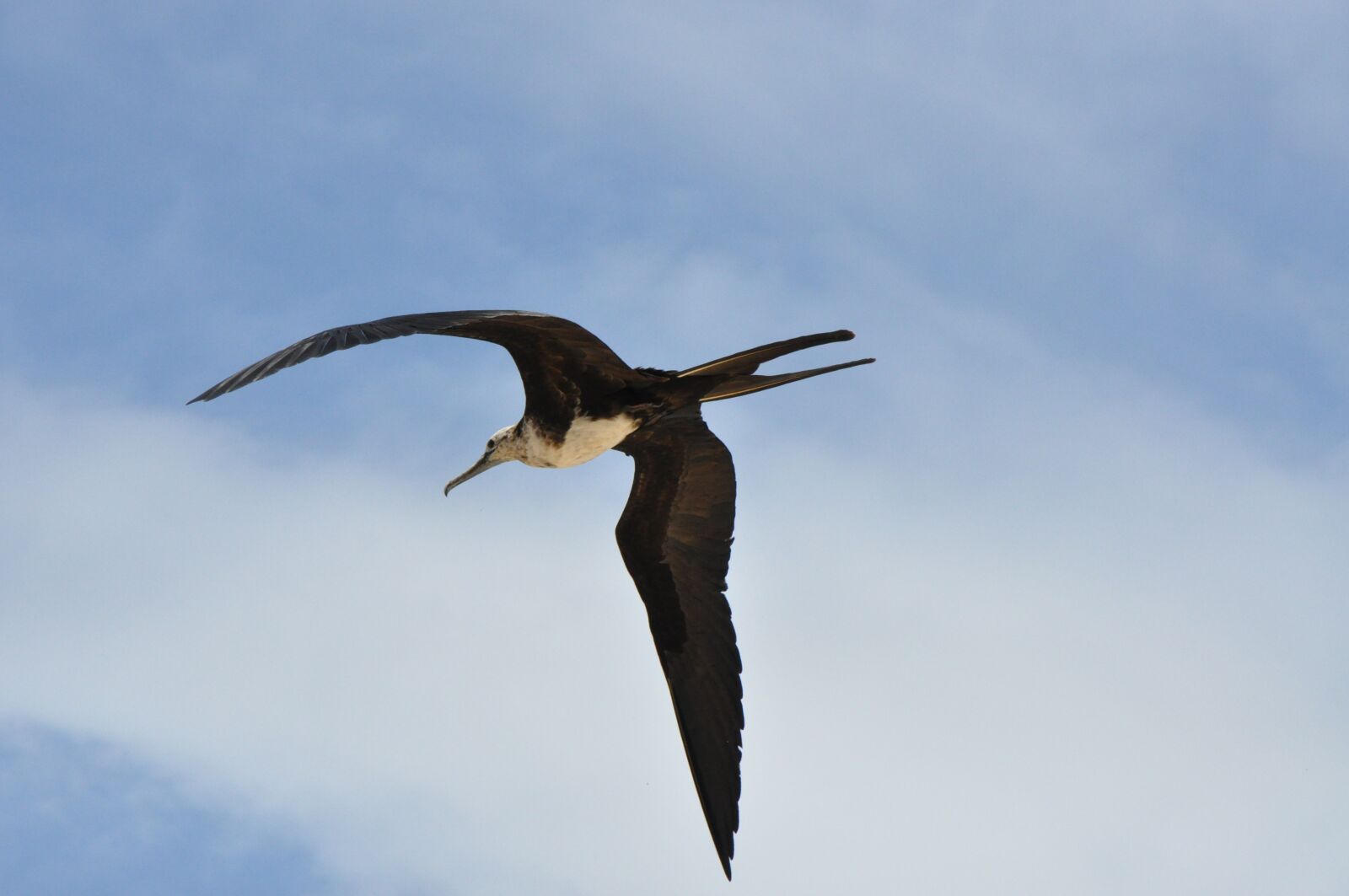 Nikon D90 sample photo. Frigate, bird, sky photography