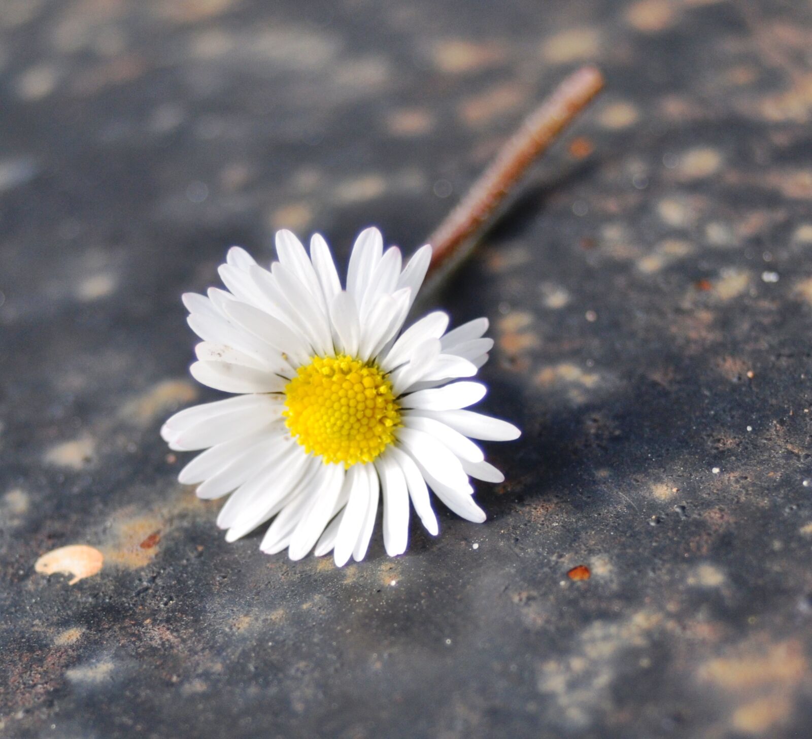 Nikon D5000 sample photo. Daisy, nature, perspective photography