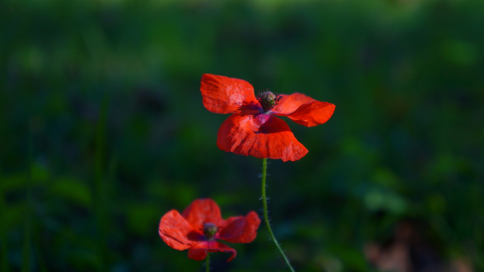 Sony Alpha a3000 + Sony E 18-55mm F3.5-5.6 OSS sample photo. Nature, plants, red photography