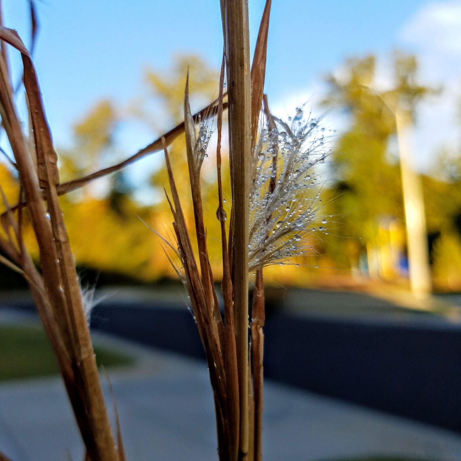 Samsung Galaxy S7 sample photo. Water drops, grass, green photography