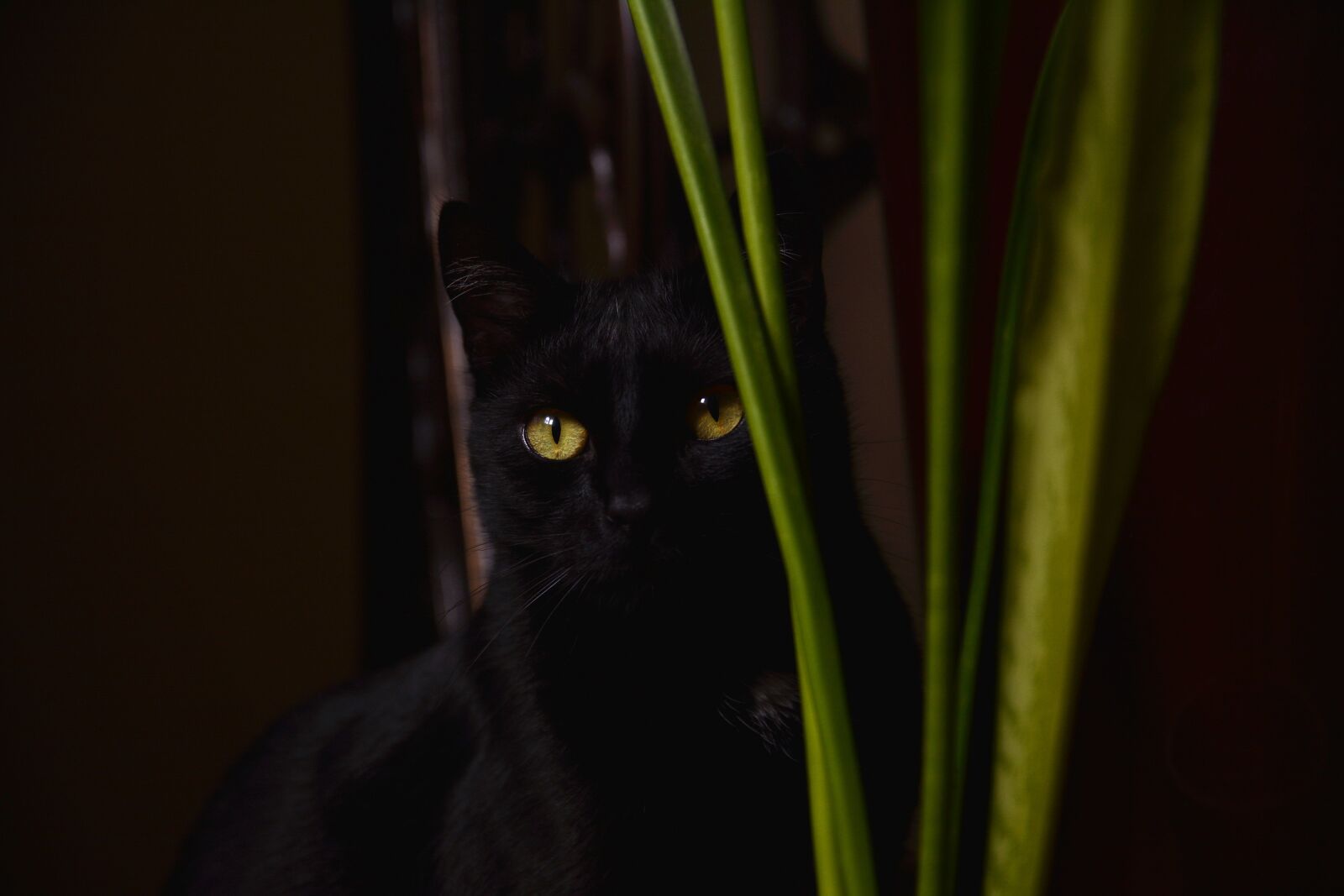 Nikon D7100 sample photo. Cat, black, domestic cat photography