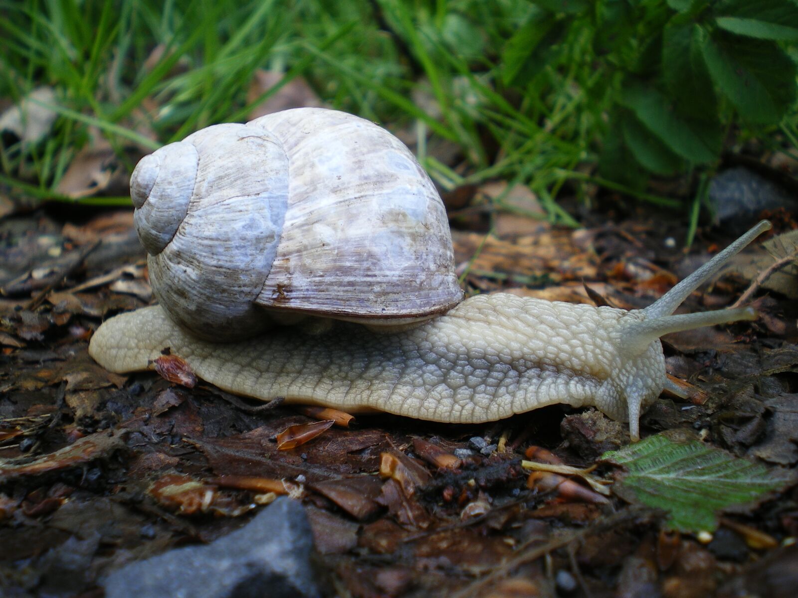 Pentax OPTIO V10 sample photo. Snail, shell, gastropoda photography