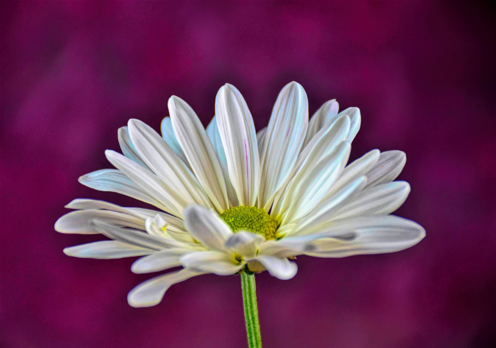 Nikon D5500 sample photo. Daisy, flower, spring photography
