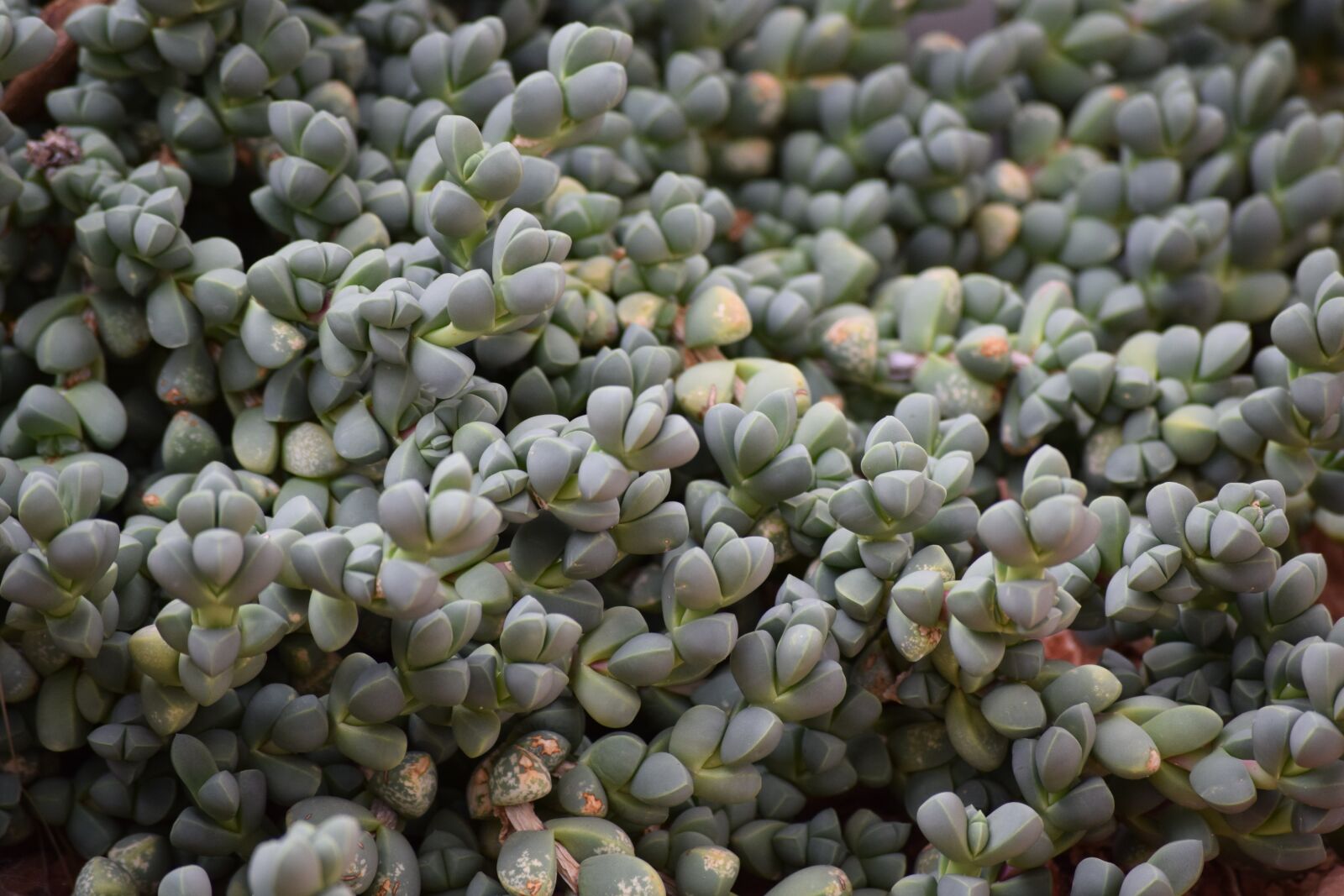 Nikon D3300 sample photo. Succulent, leaves, green photography