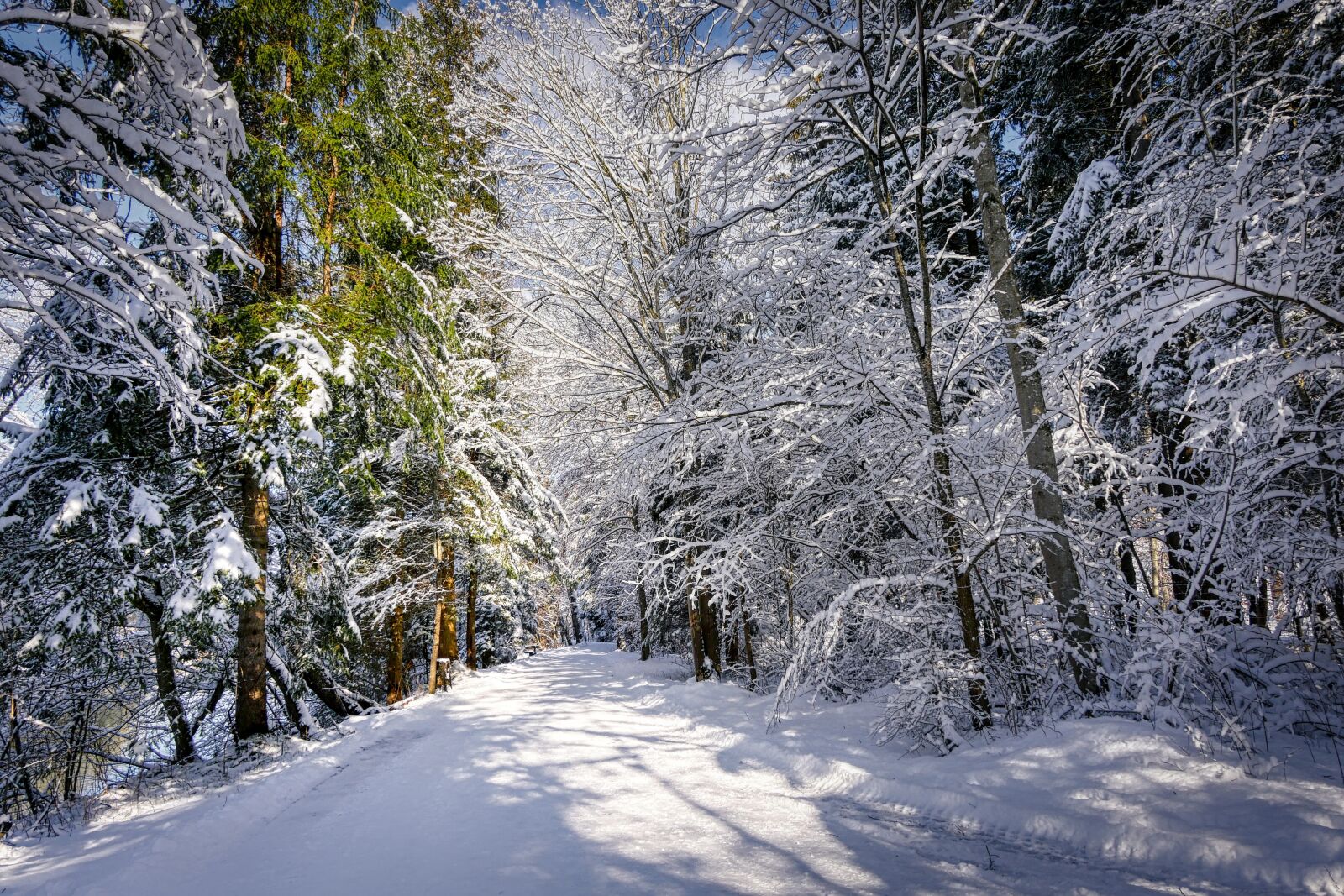 Panasonic Lumix DMC-GX8 sample photo. Winter, snow, nature photography