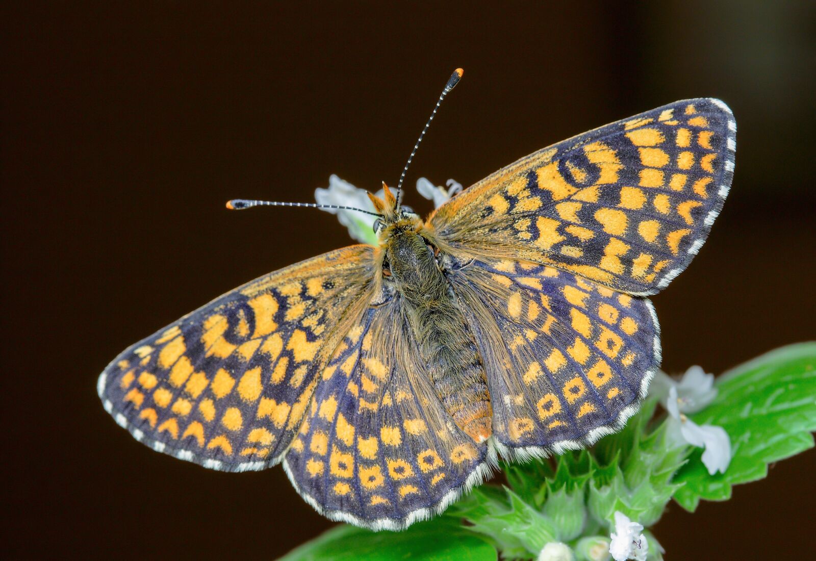 Canon EOS 400D (EOS Digital Rebel XTi / EOS Kiss Digital X) sample photo. Butterfly, glanville-fritillary, antenna photography