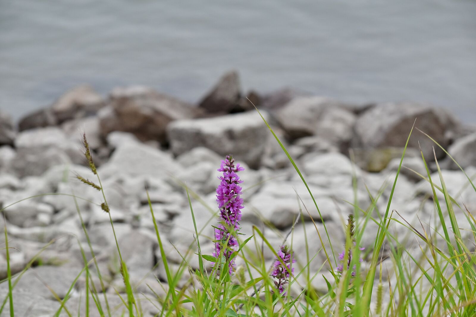 Nikon D5500 sample photo. Coastline, flowering, grassland, riverbank photography