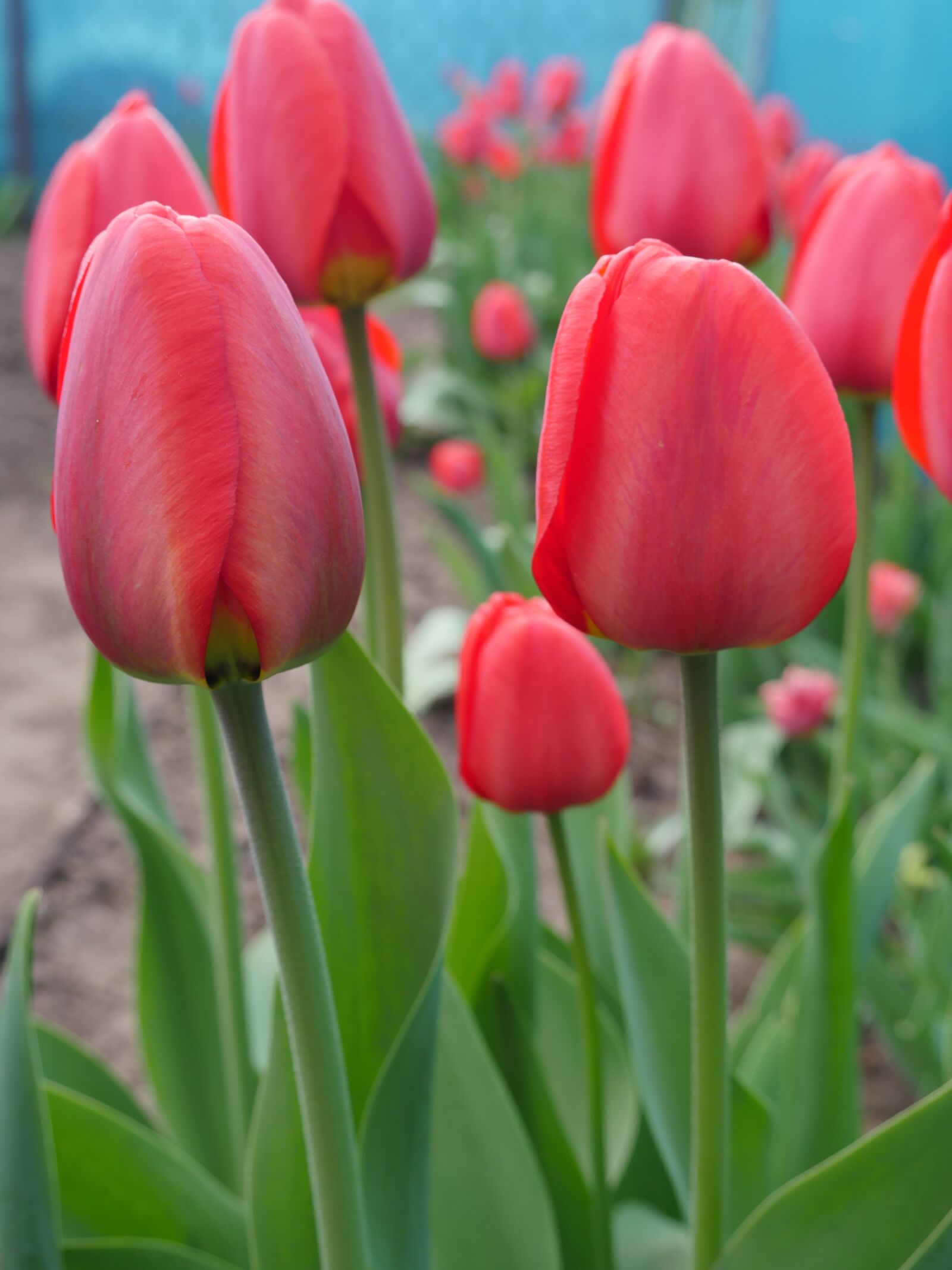 Panasonic Lumix DMC-GX8 sample photo. Tulips, red flowers, spring photography