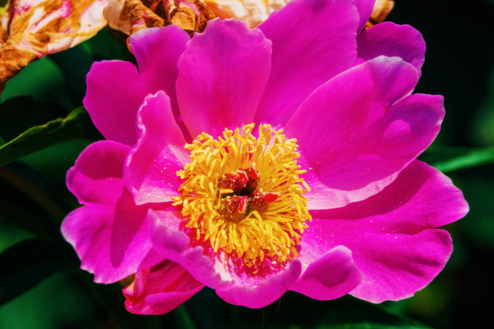Sony Cyber-shot DSC-RX10 IV sample photo. Peony flower, peony flowers photography