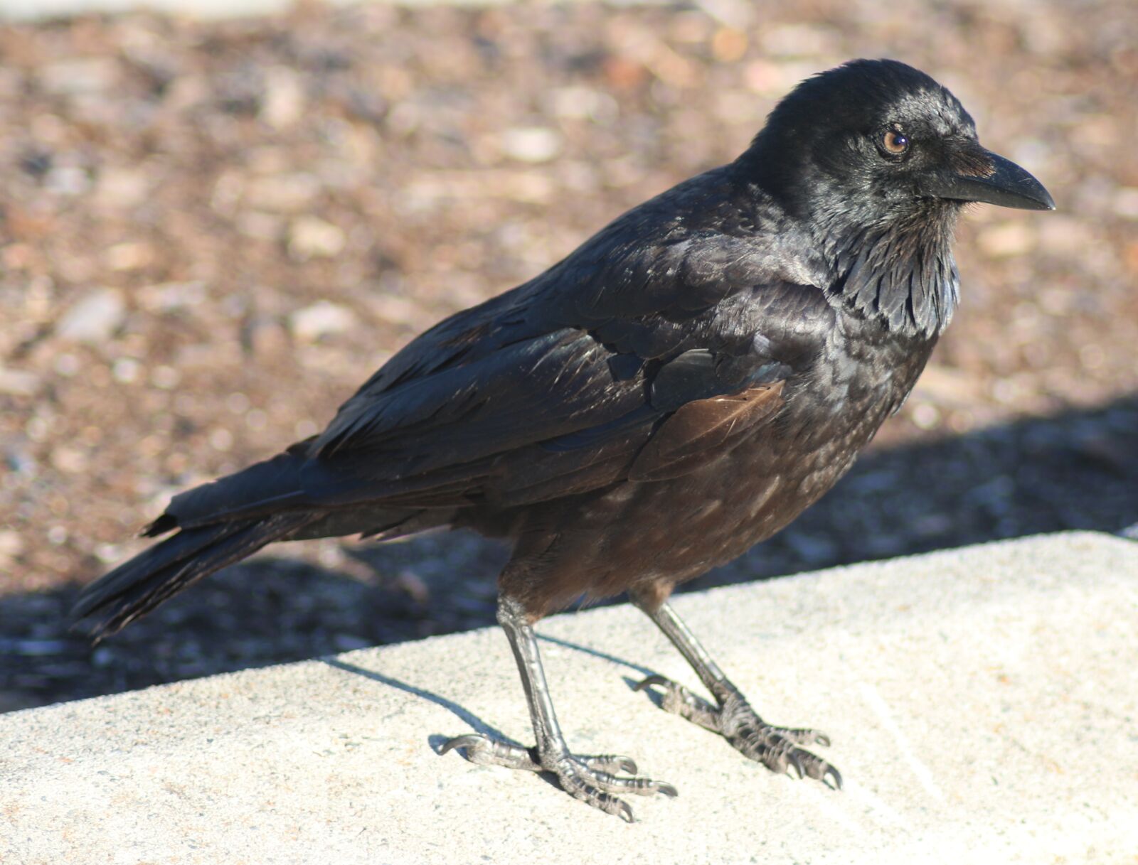Canon EOS 70D sample photo. Crow, bird, black photography