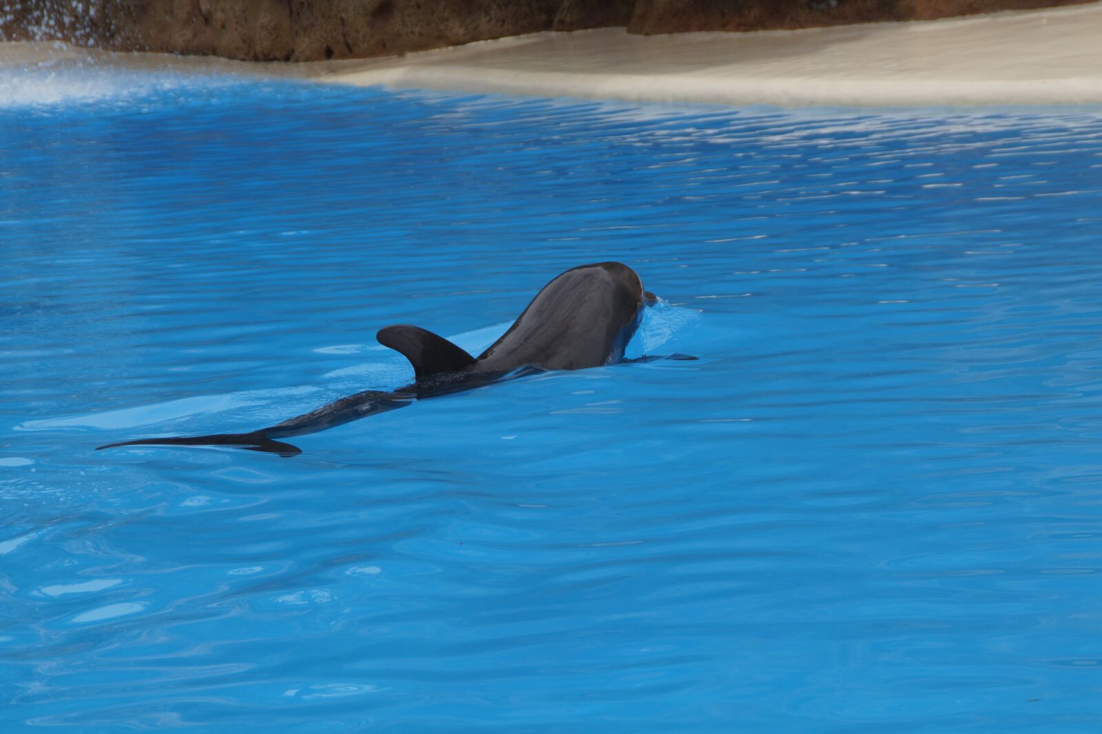 Sony SLT-A58 sample photo. Dolphins, swim, dolphin photography