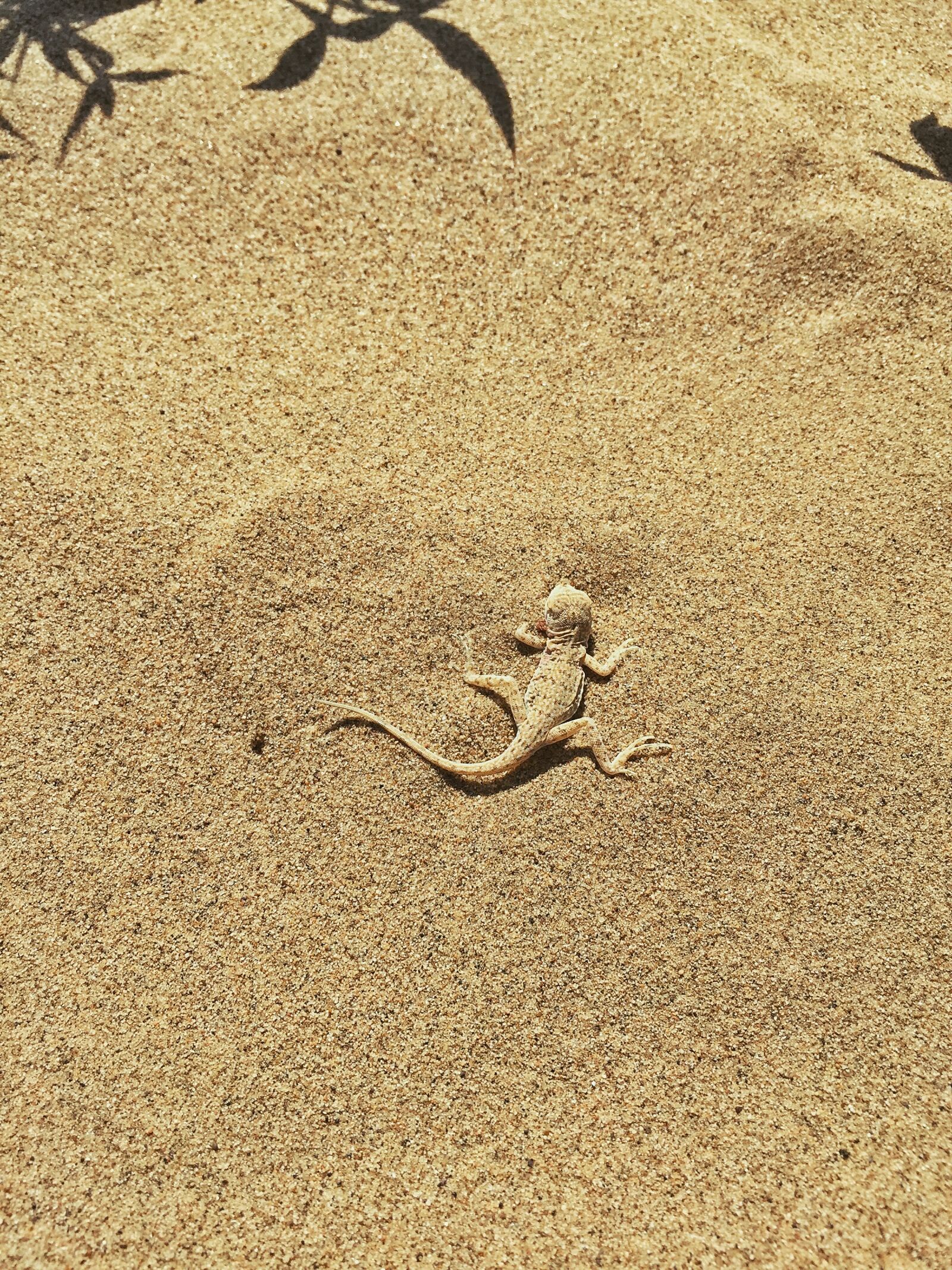 iPhone 6 Plus back camera 4.15mm f/2.2 sample photo. Desert, animal photography
