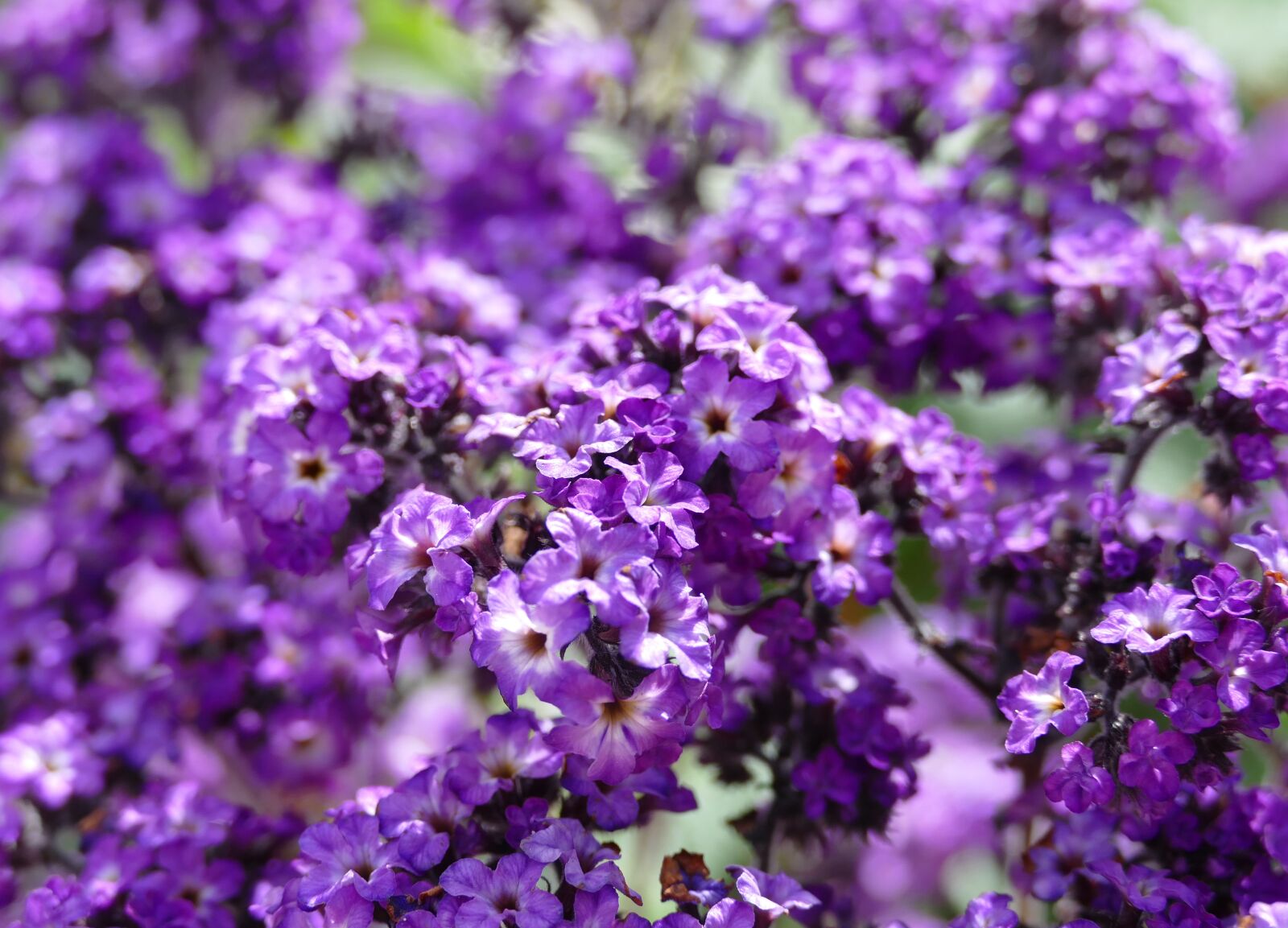Panasonic Lumix DMC-FZ1000 sample photo. Vanilla flower, fragrance, heliotrope photography