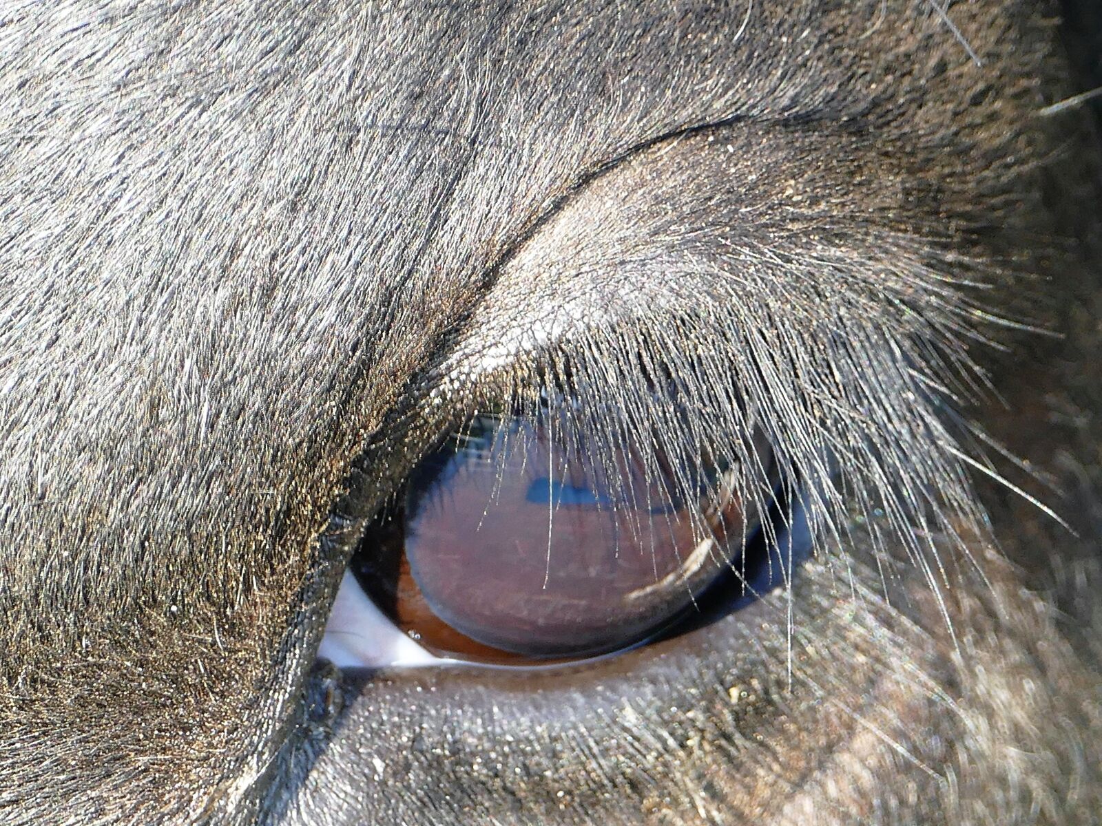 Panasonic Lumix DMC-FZ1000 sample photo. Eye, cow, eyelashes photography