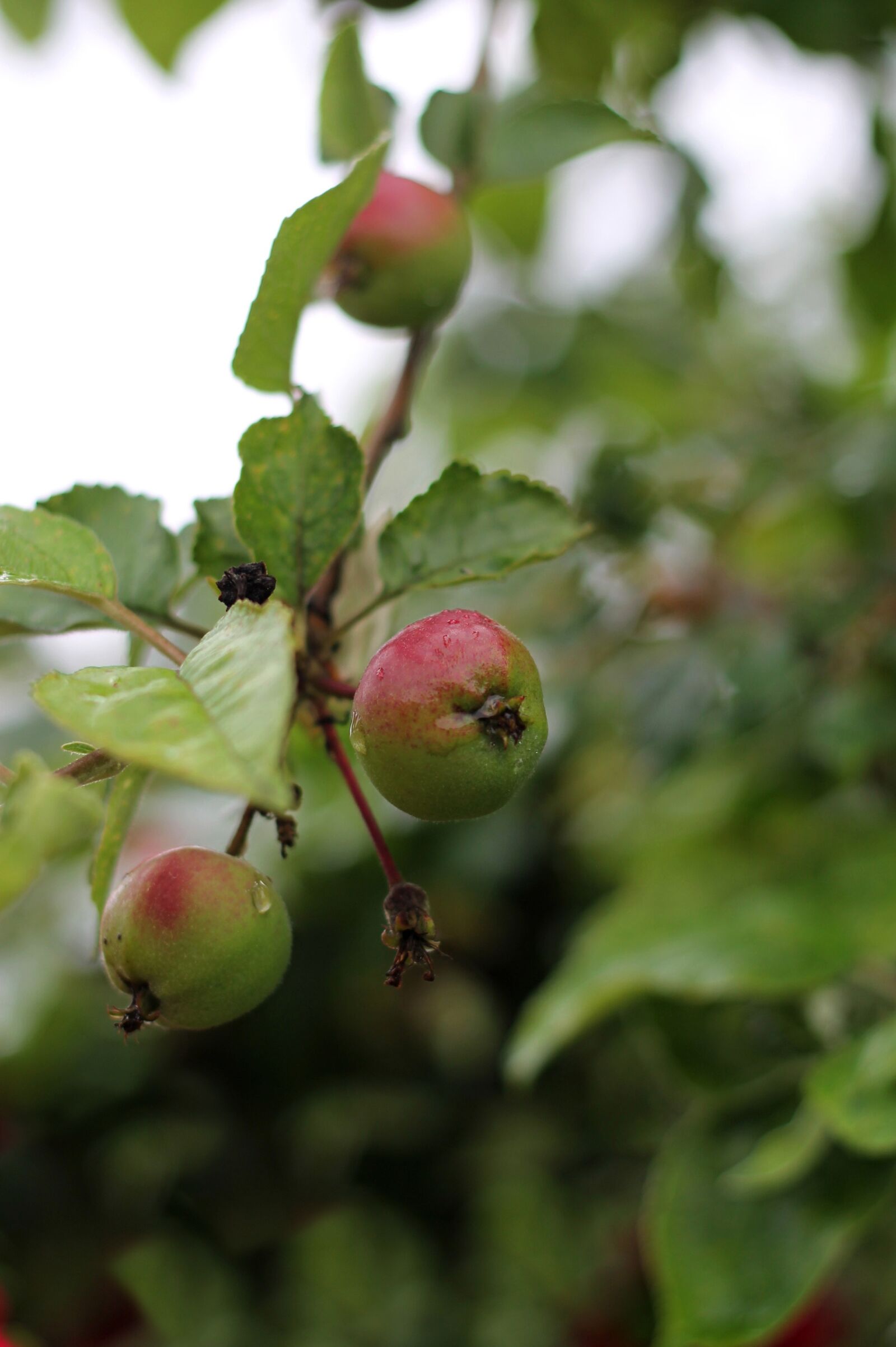 Canon EOS 1100D (EOS Rebel T3 / EOS Kiss X50) + Canon EF 50mm F1.8 II sample photo. Apples, wild, apple photography