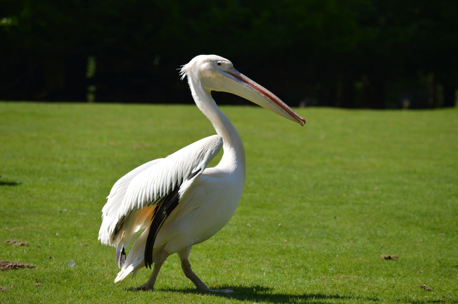 Nikon D3200 sample photo. Heron, bird, plumage photography