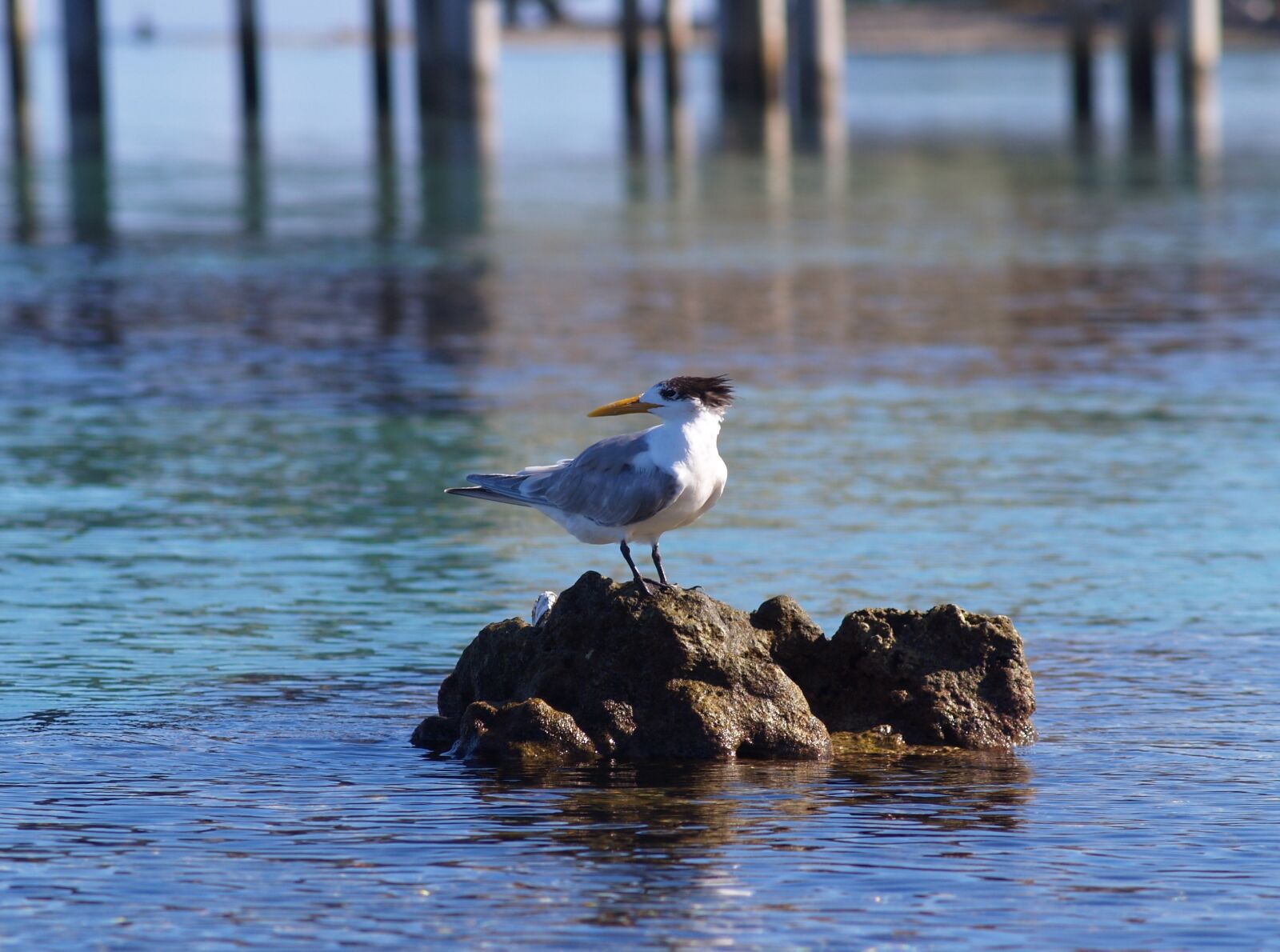 Olympus E-300 (EVOLT E-300) sample photo. Bird, marin, animal photography
