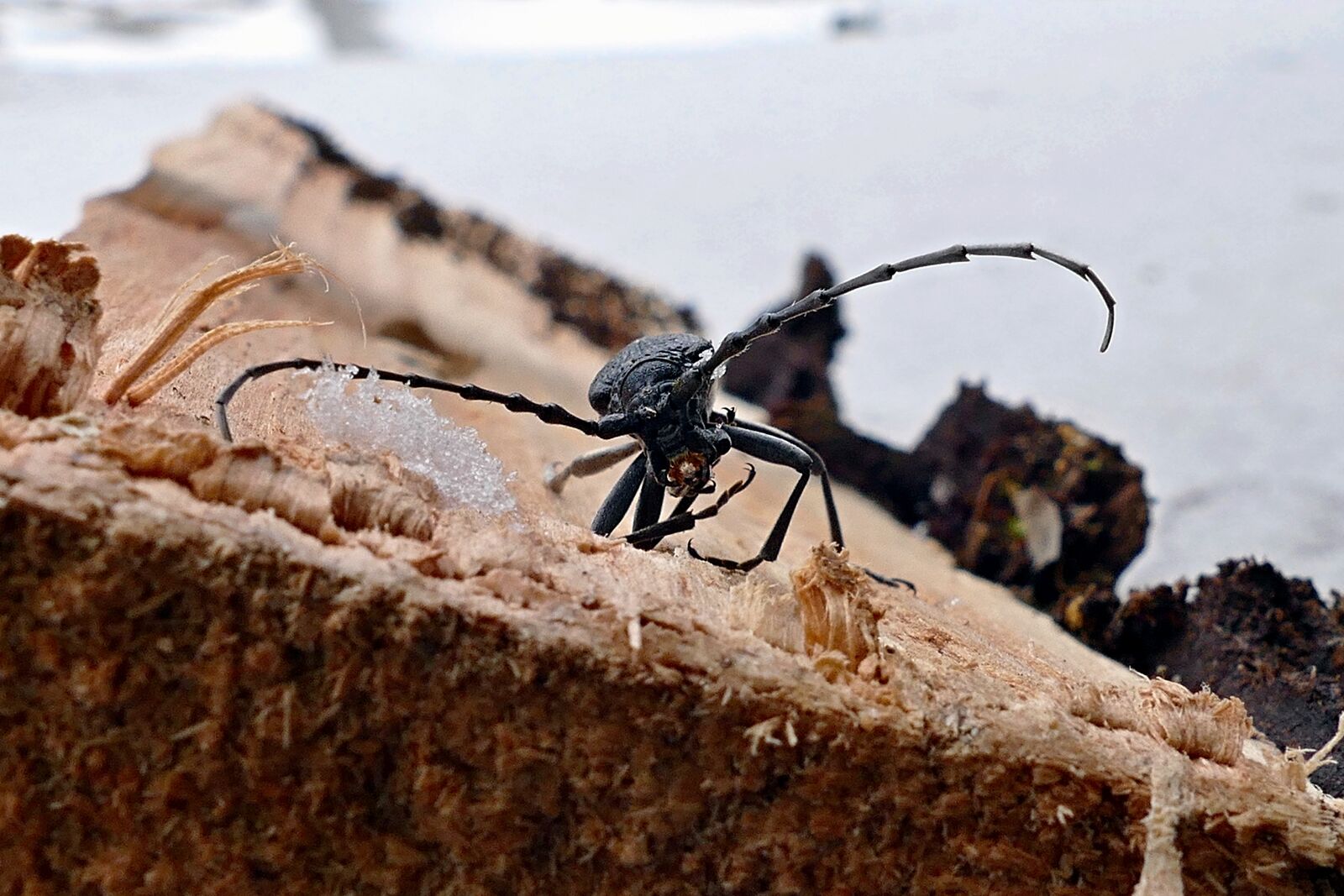 Panasonic Lumix DMC-FZ1000 sample photo. Insects, beetle, winter photography