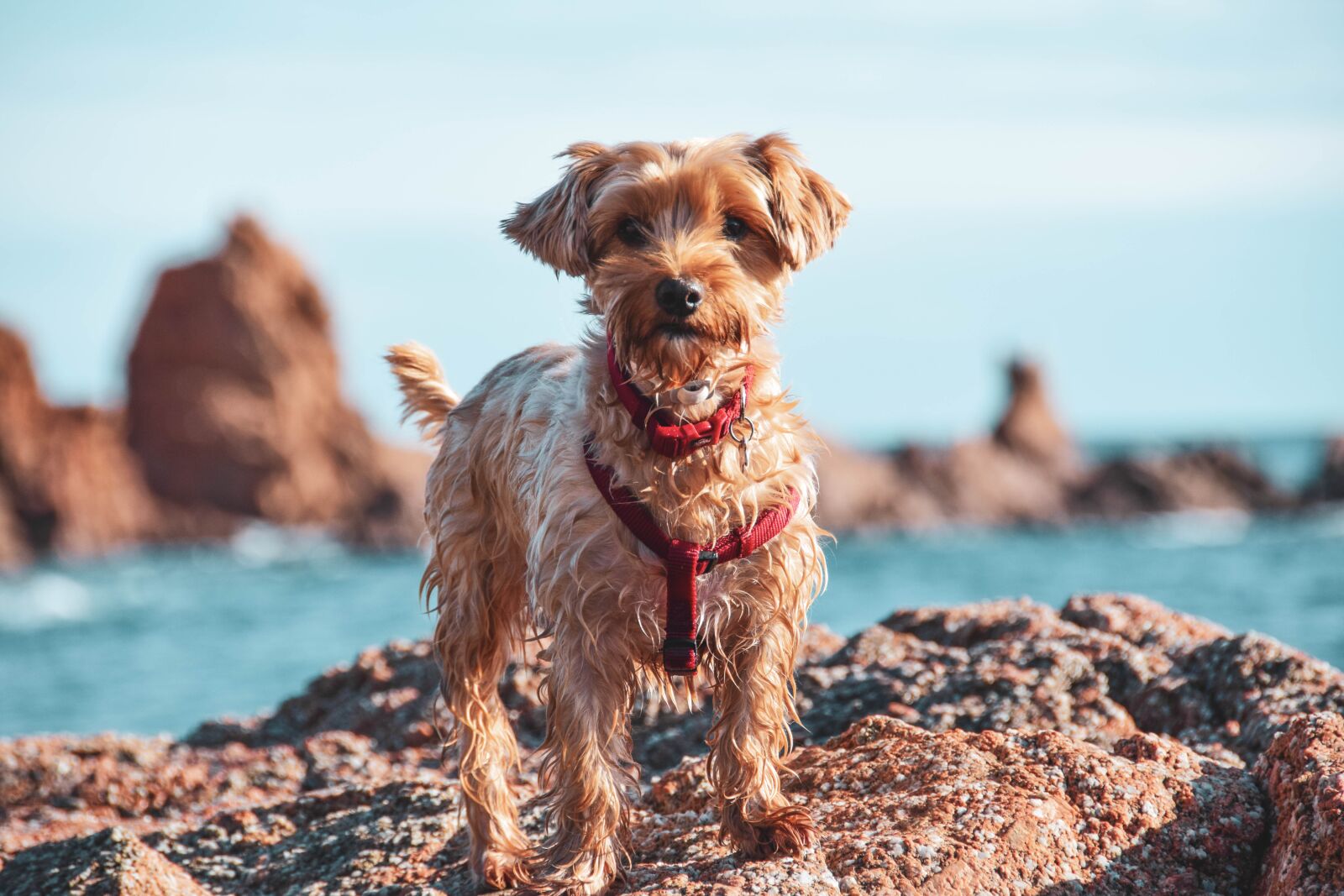 Nikon D5300 sample photo. Dog, yorkie, puppy photography