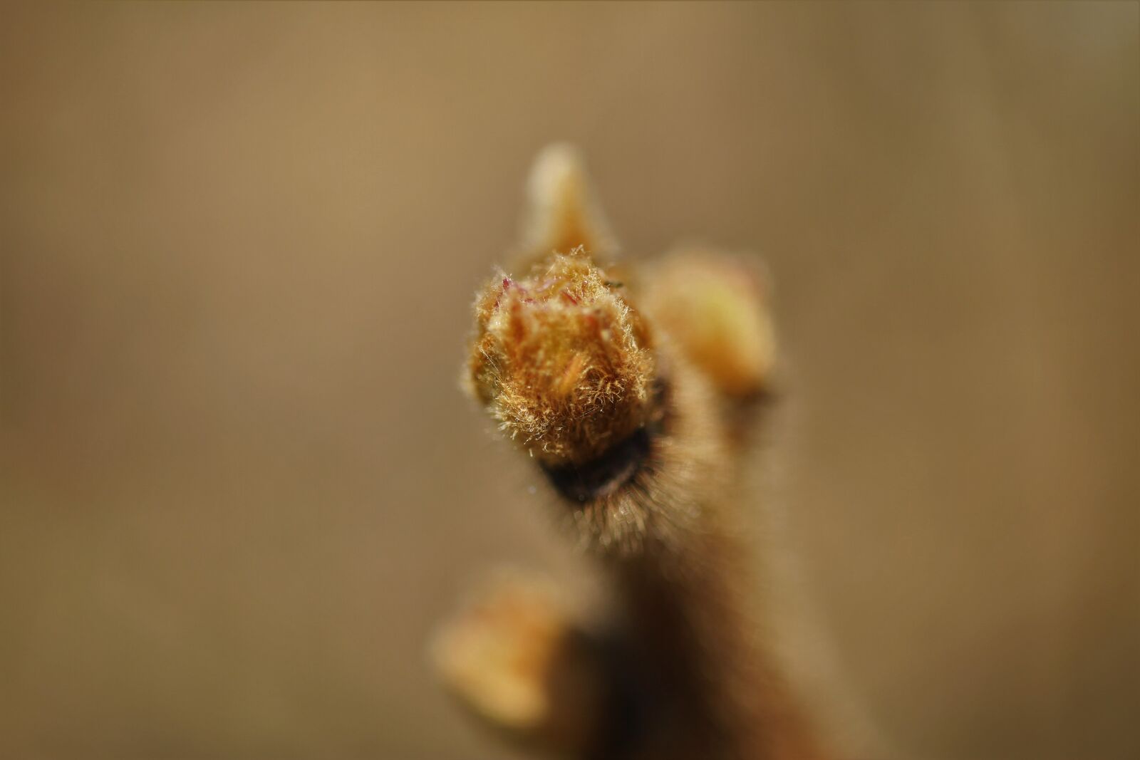 Canon EOS 7D sample photo. Spring, scion, beige photography