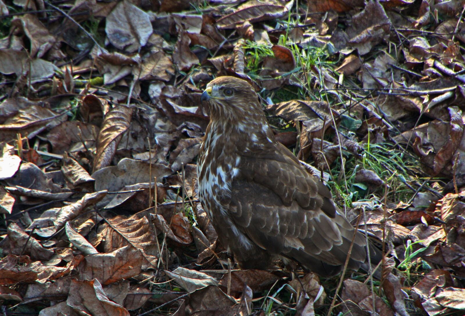 Canon EOS 450D (EOS Rebel XSi / EOS Kiss X2) sample photo. Bird of prey, leaves photography