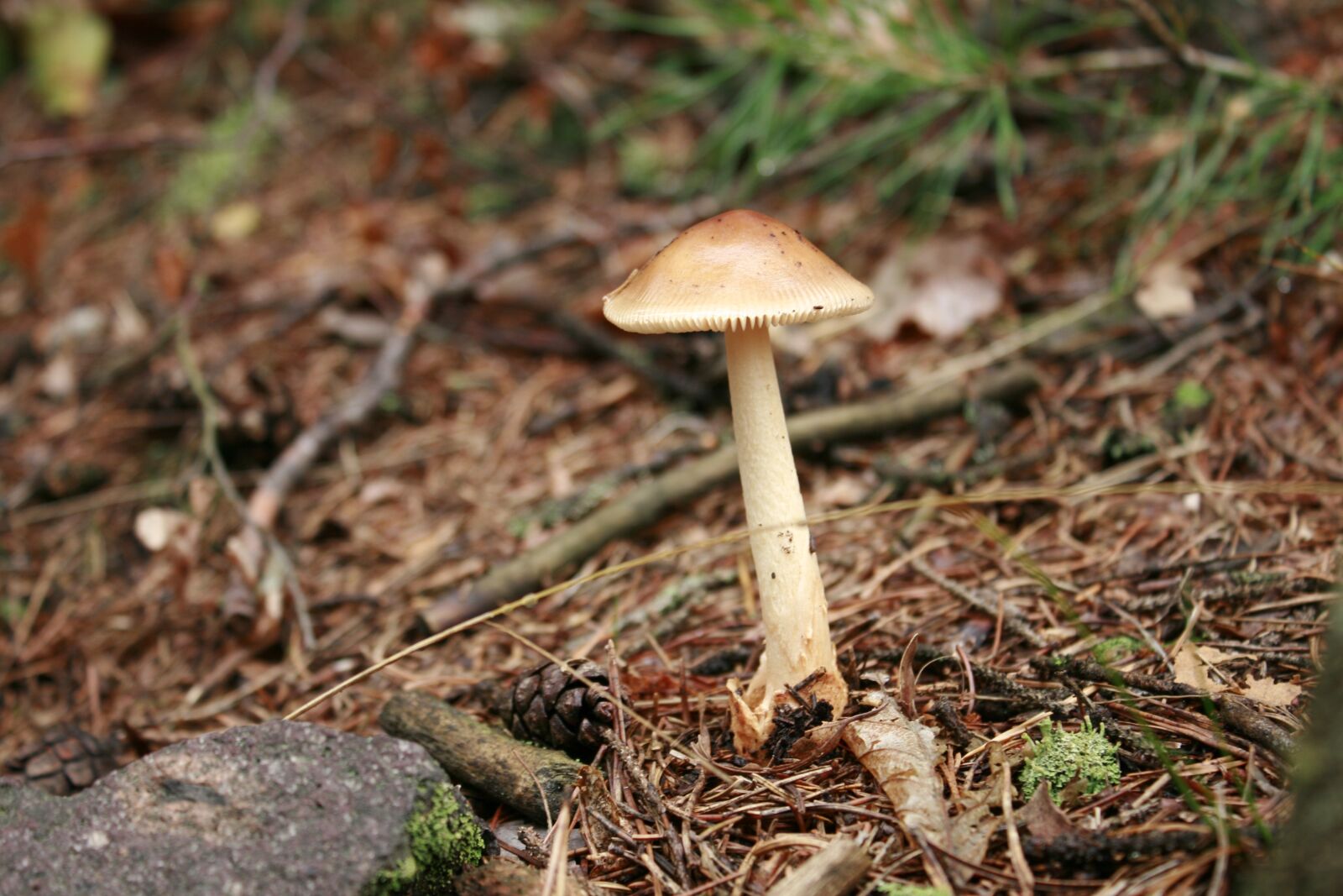 Canon EOS 400D (EOS Digital Rebel XTi / EOS Kiss Digital X) sample photo. Fungus, undergrowth, forest photography