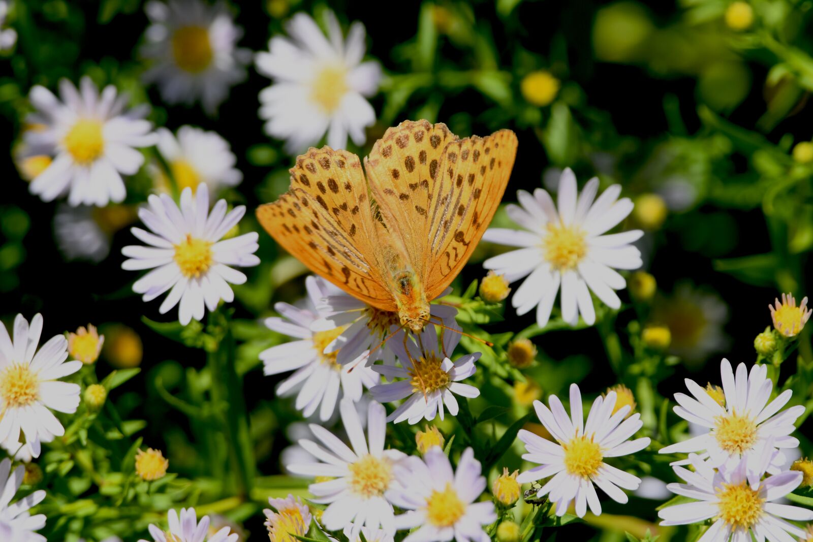 Nikon D7500 sample photo. Butterfly, ali, prato photography
