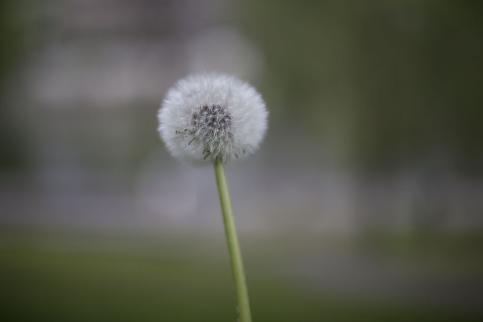 Canon EOS 6D + Canon EF 50mm F1.4 USM sample photo. Dandelion, flower, flowers photography