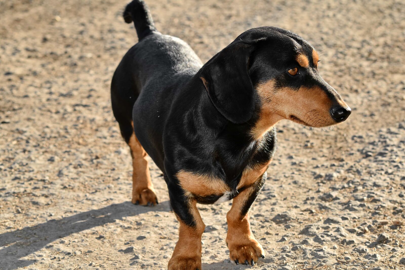 Nikon D5500 sample photo. Dachshund, dog, pets, purebred photography