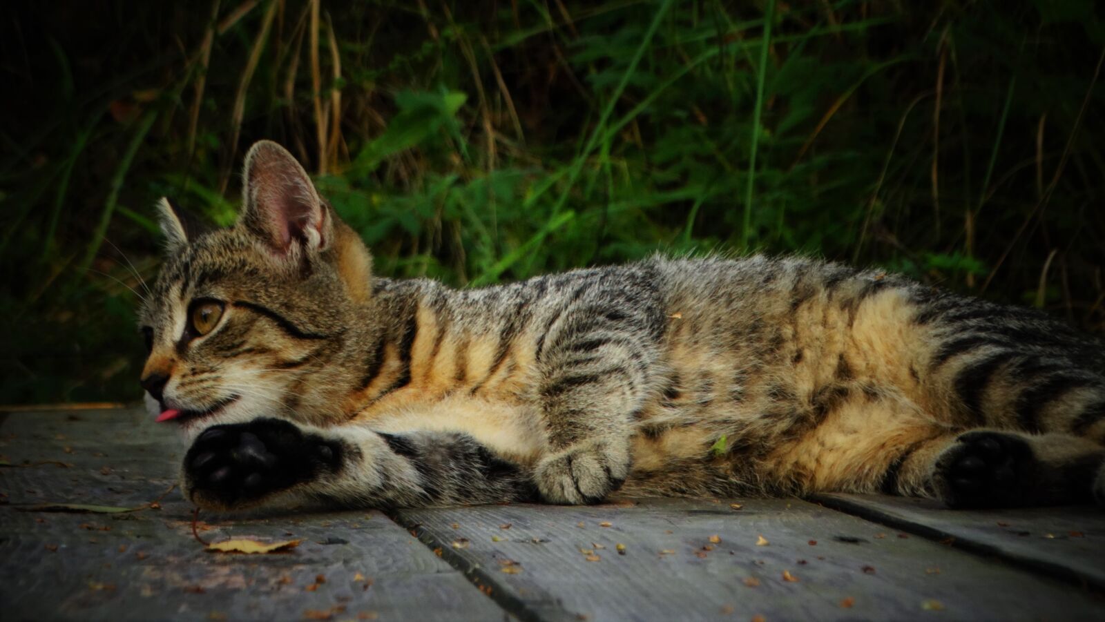 Sony Cyber-shot DSC-HX300 sample photo. Cat, kitten, pet photography