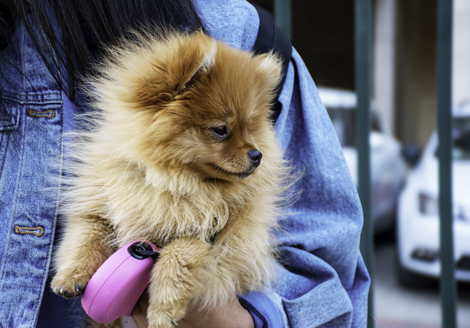 Nikon D5600 sample photo. Dog, small, cute photography