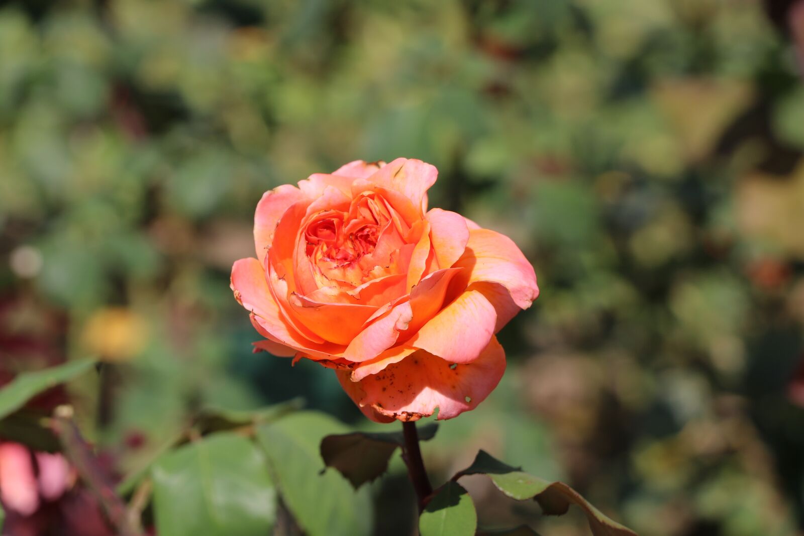 Canon EOS 760D (EOS Rebel T6s / EOS 8000D) sample photo. Flower, nature, flora photography