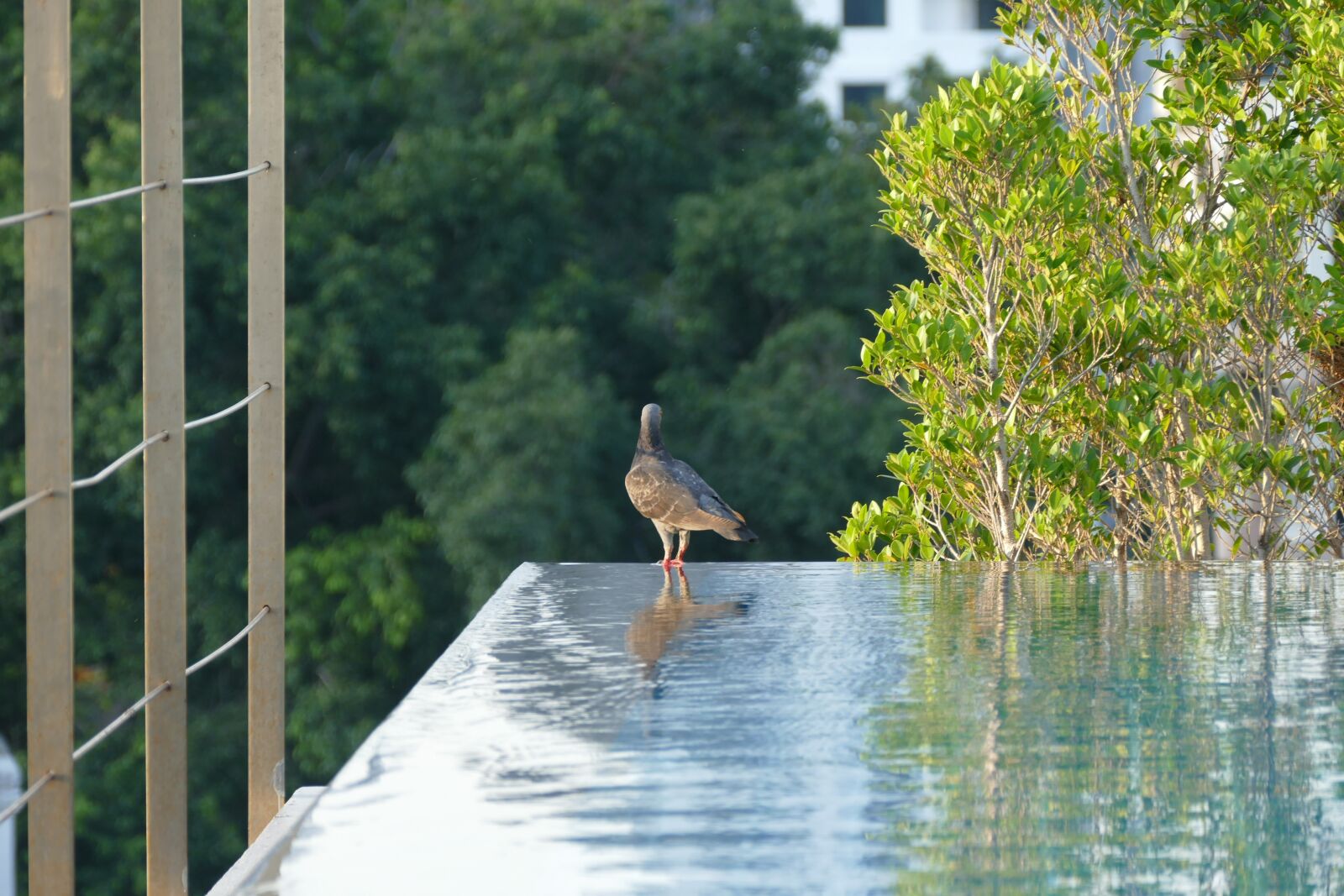 Panasonic Lumix DMC-FZ1000 sample photo. Roof, pool, swimming pool photography
